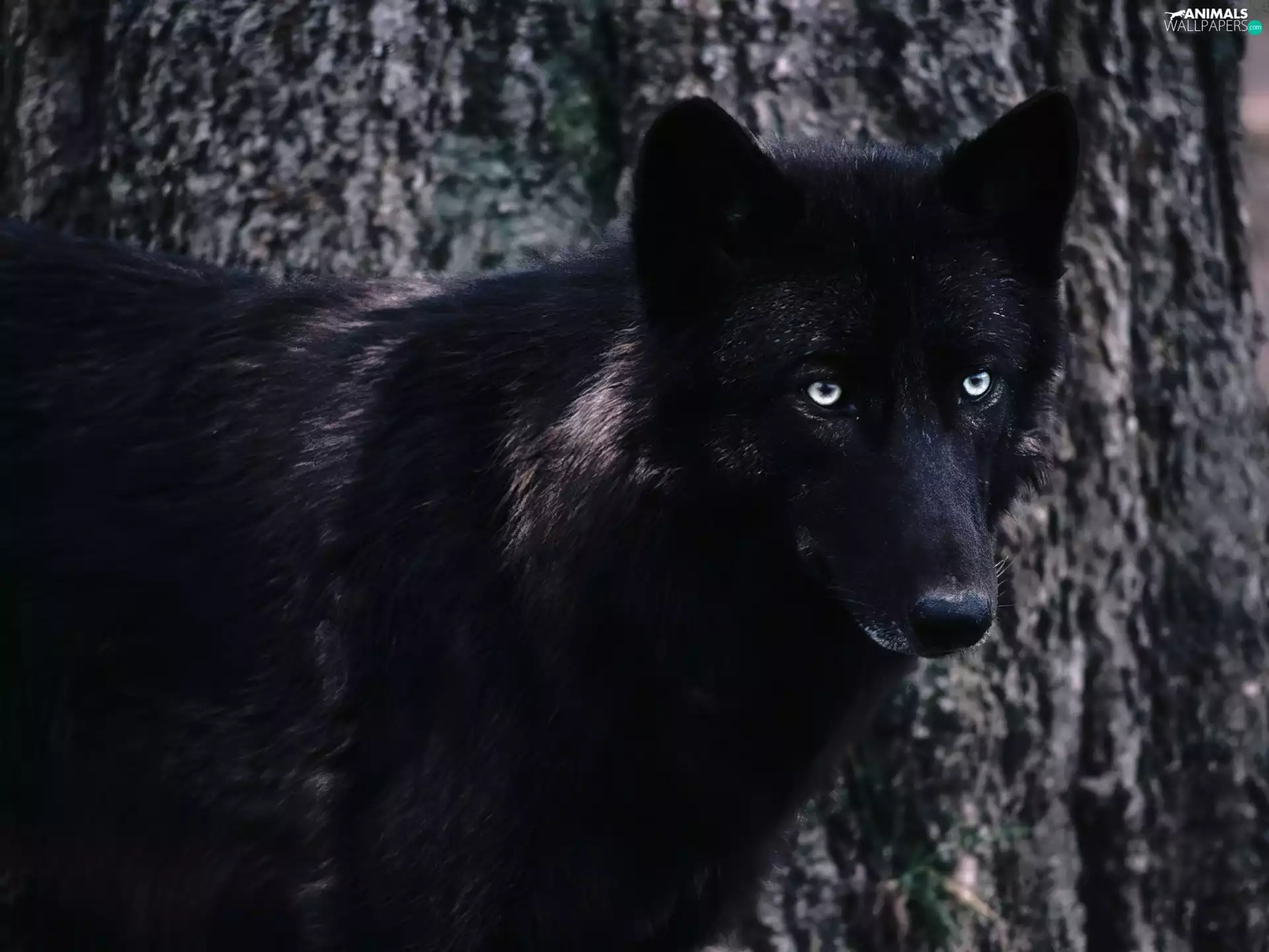 black Wolf