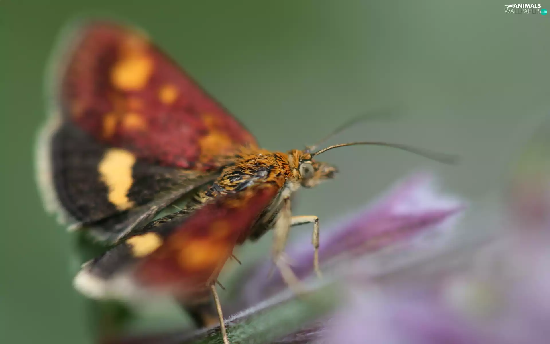 yellow, claret, butterfly, black