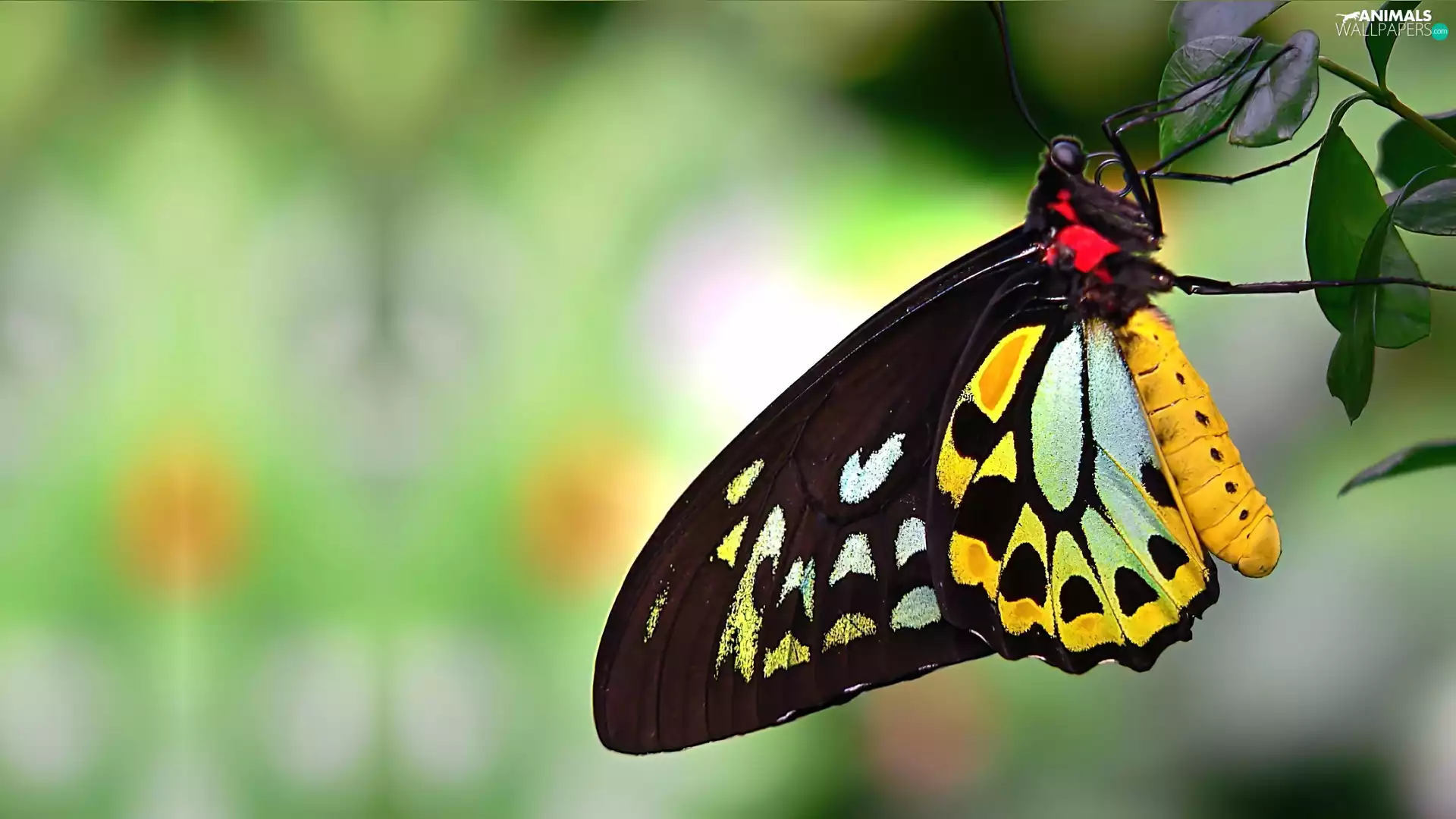 yellow, butterfly, leaves, Black