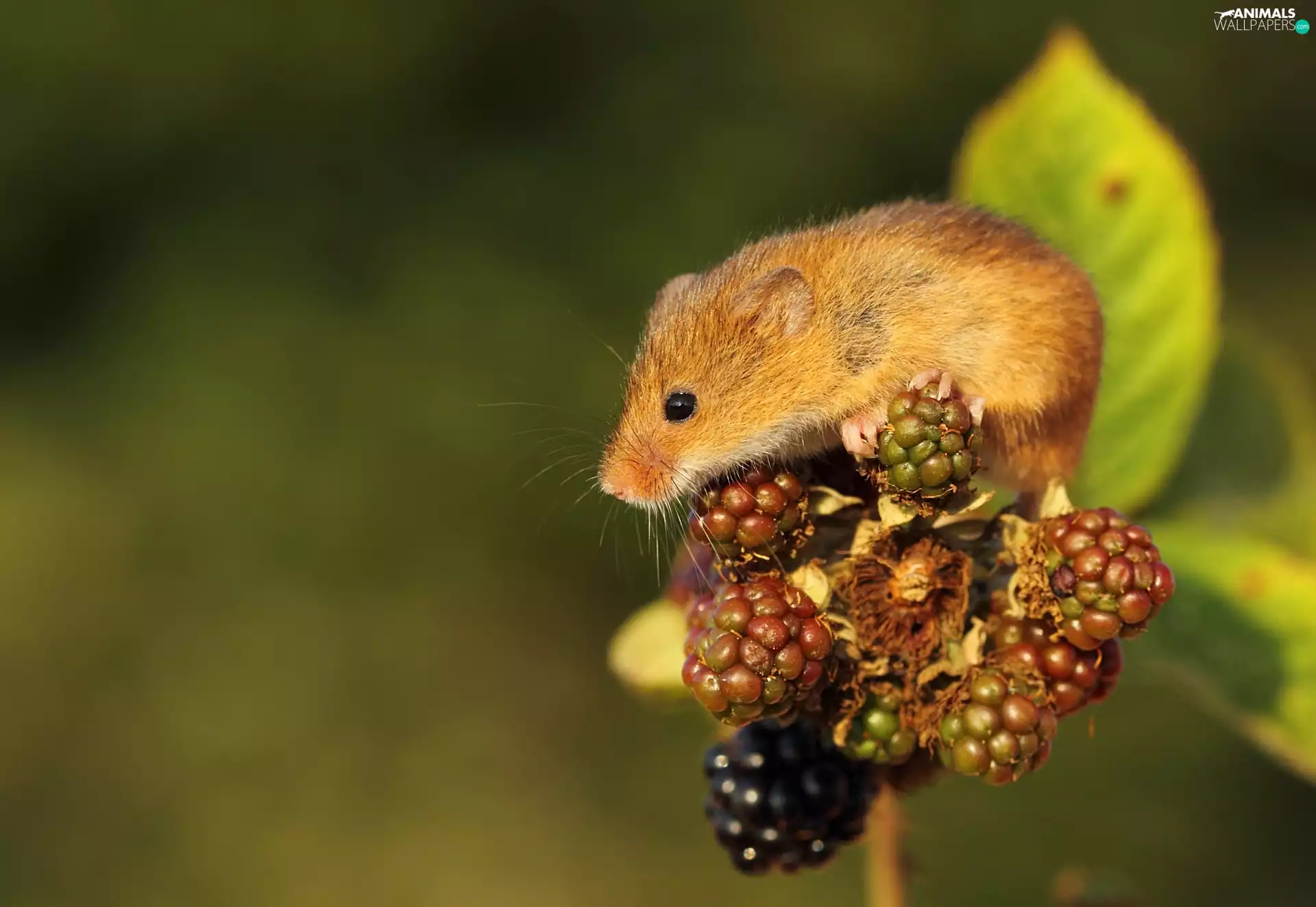 blackberries, small, mouse