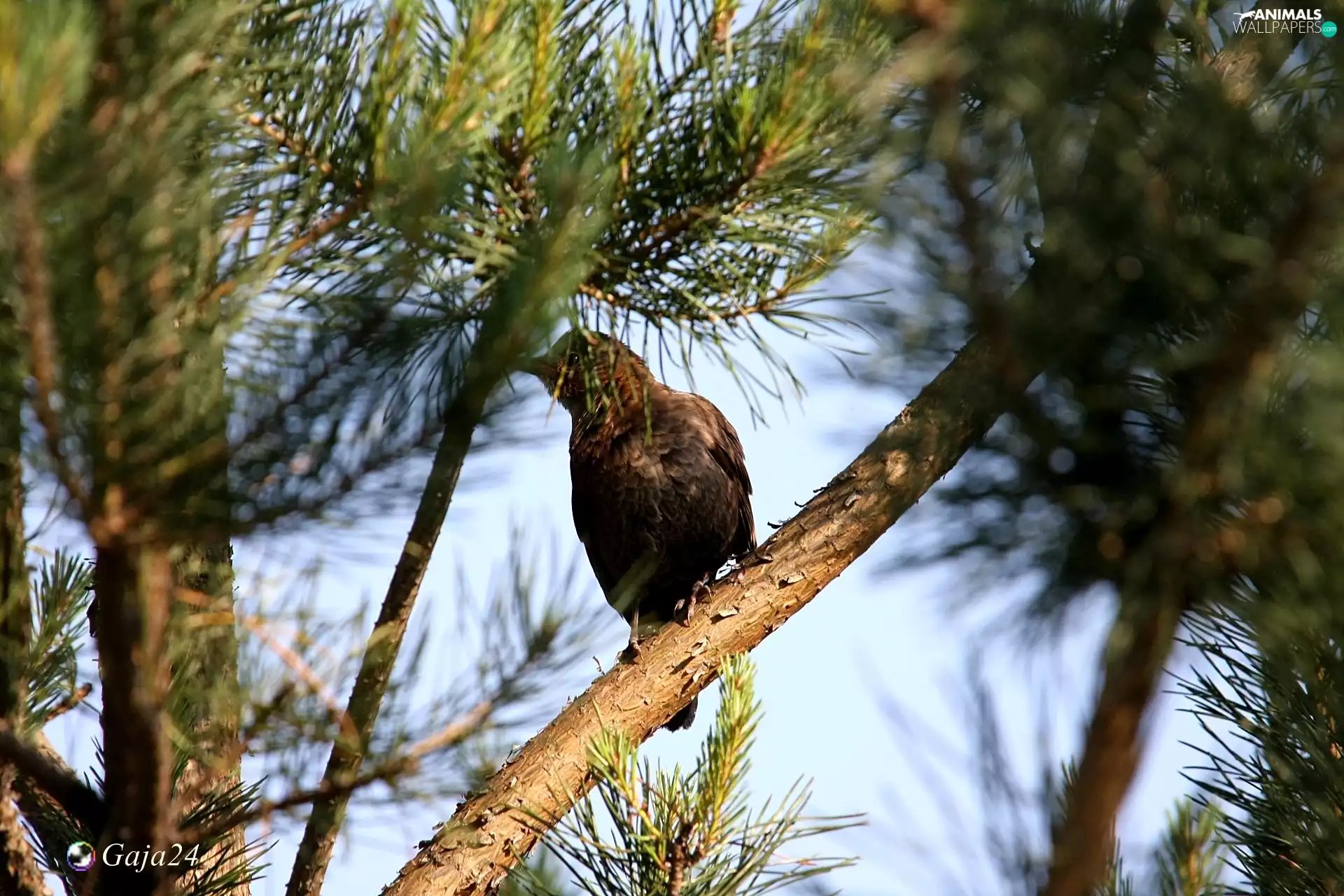 Bird, trees, branch, Blackbird