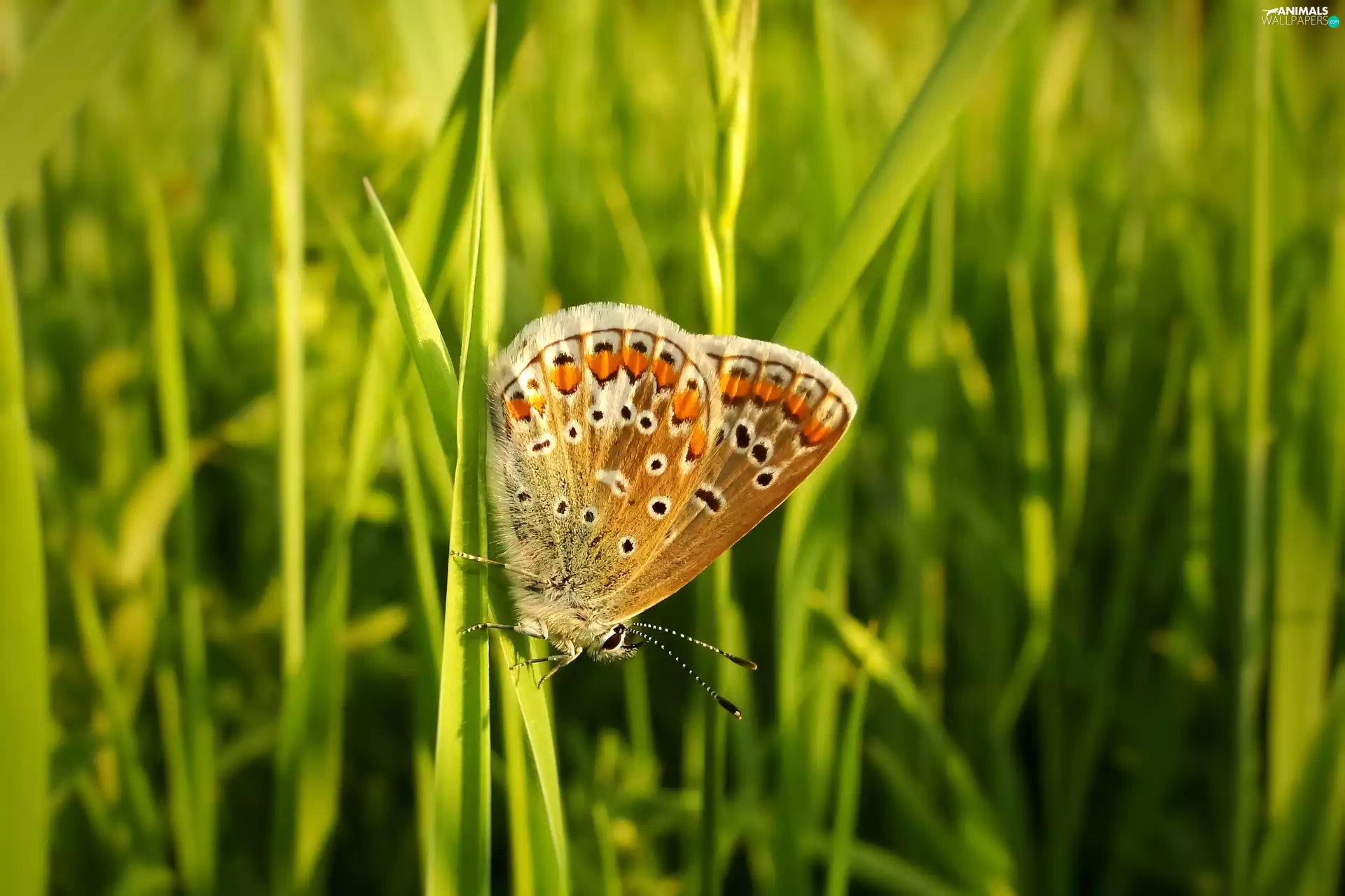 butterfly, blades, grass, Aricia Agestis