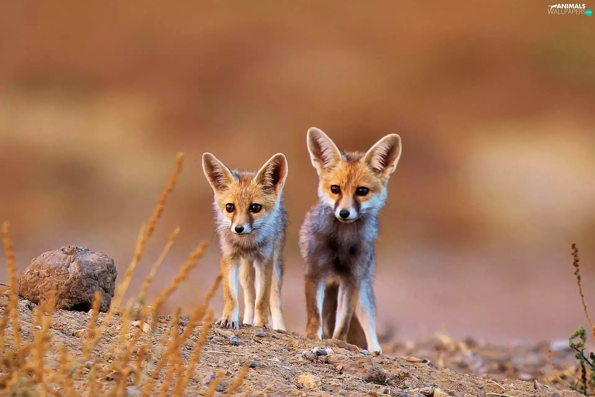 blades, Fenki, Stone