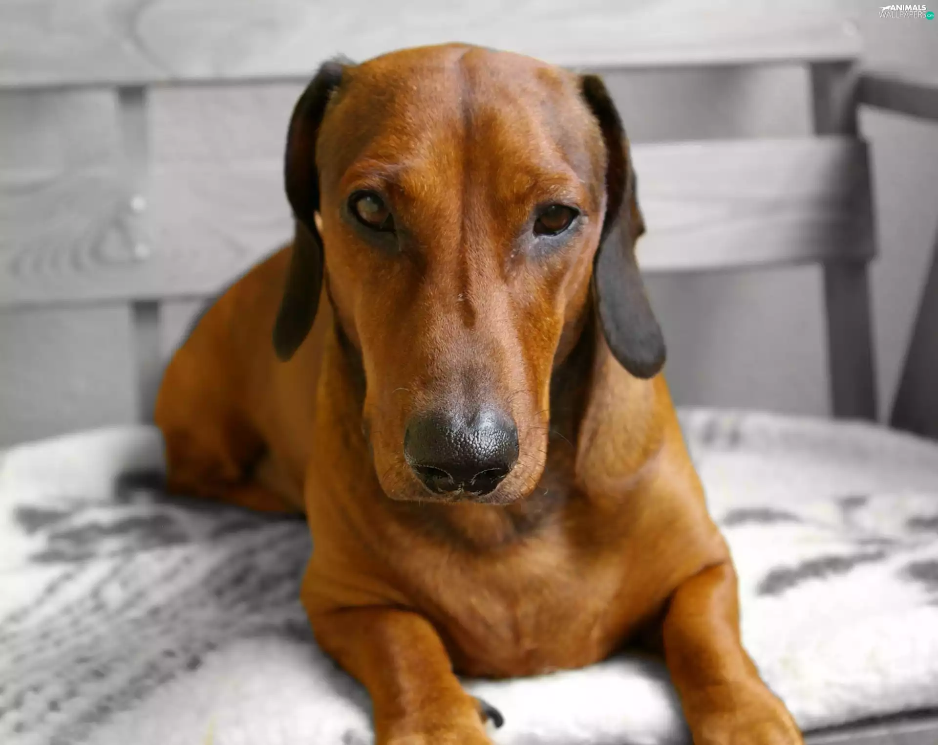 Blanket, dachshund, Bench
