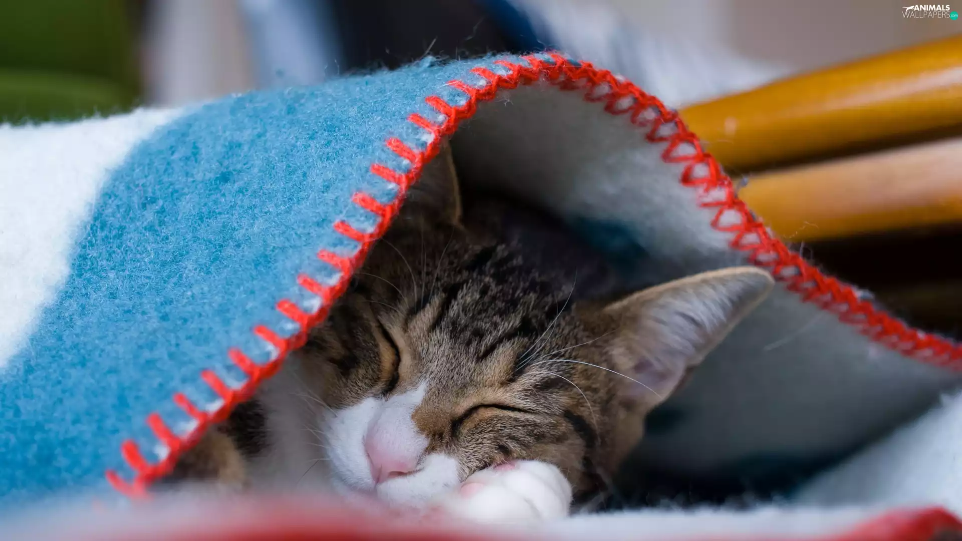 Blanket, kitten, blue