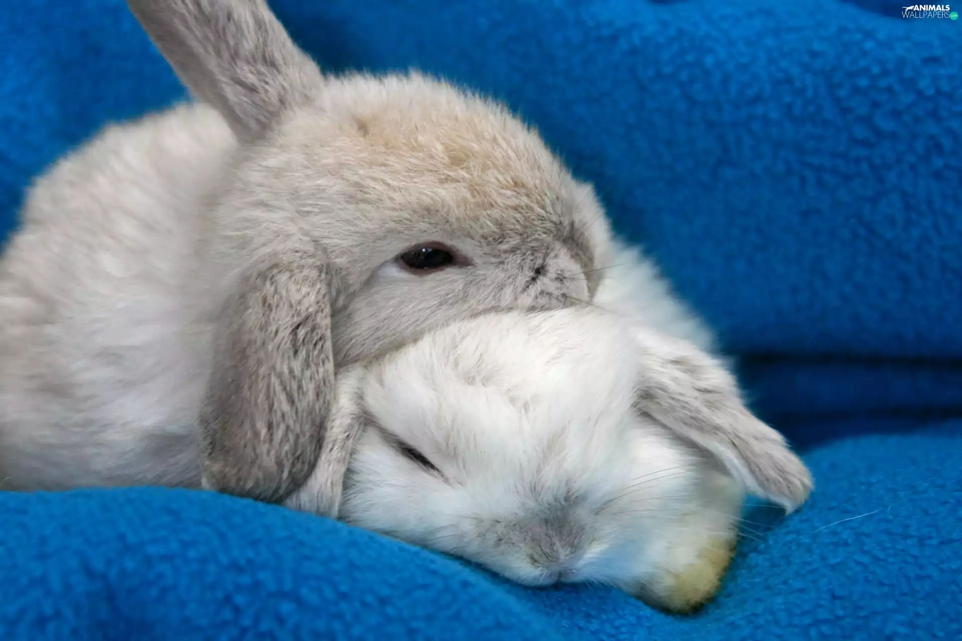 Blanket, rabbits, blue