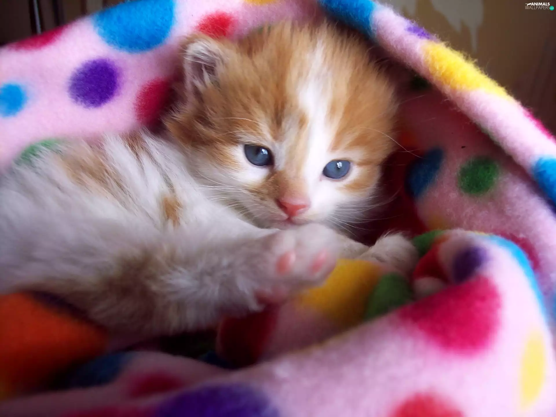 Blanket, kitten, color