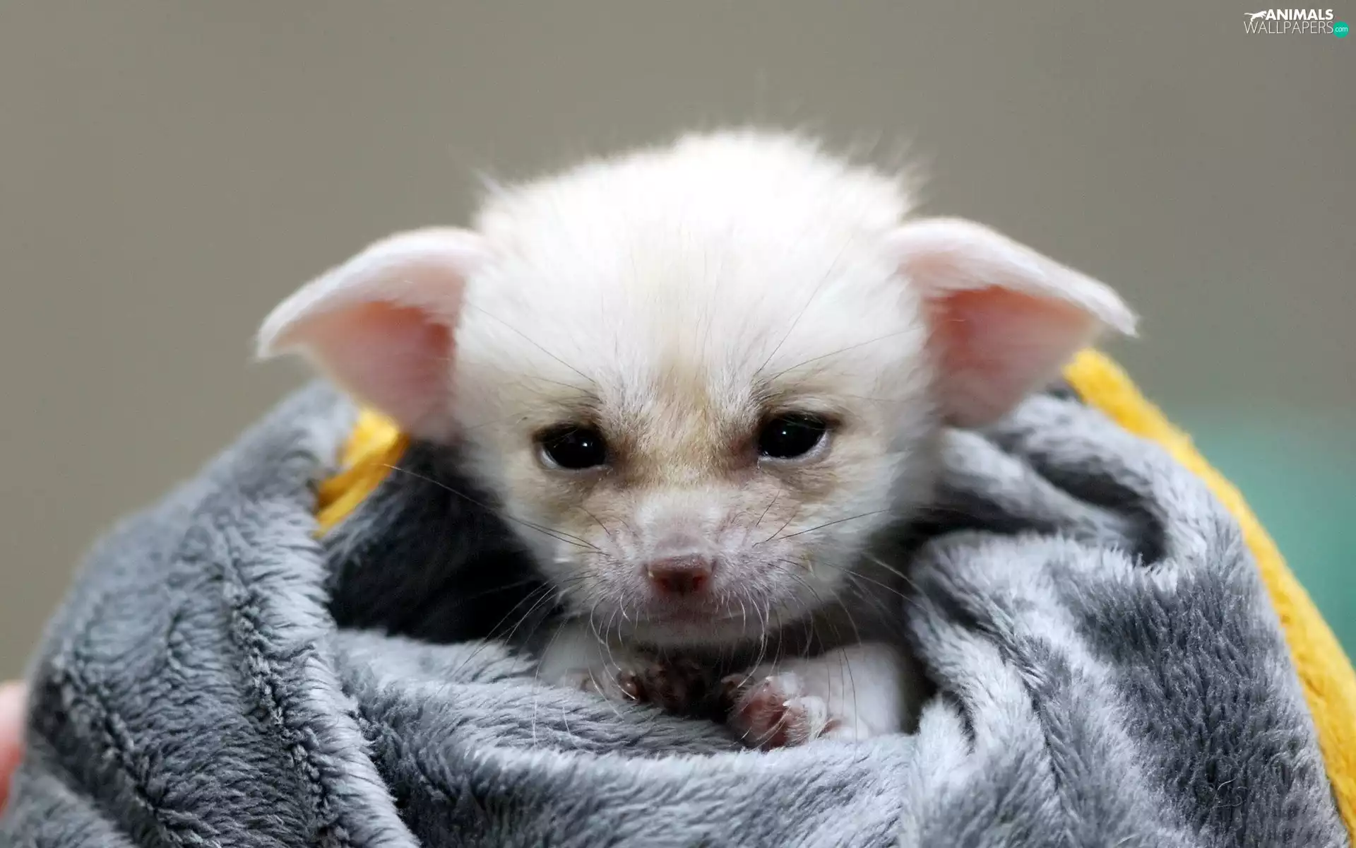 Blanket, small, Fenek