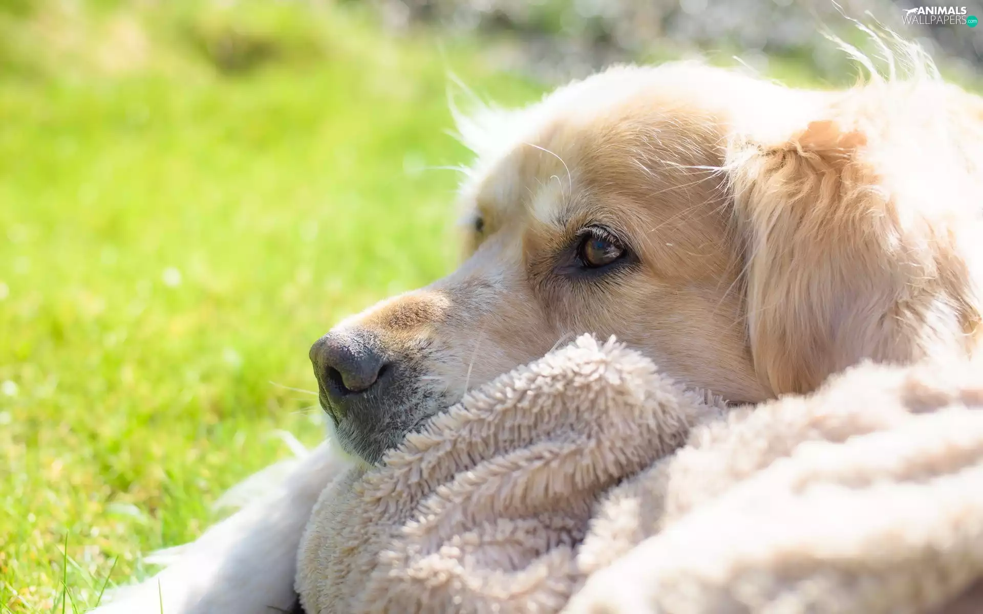 Golden Retriever, doggy, Blanket