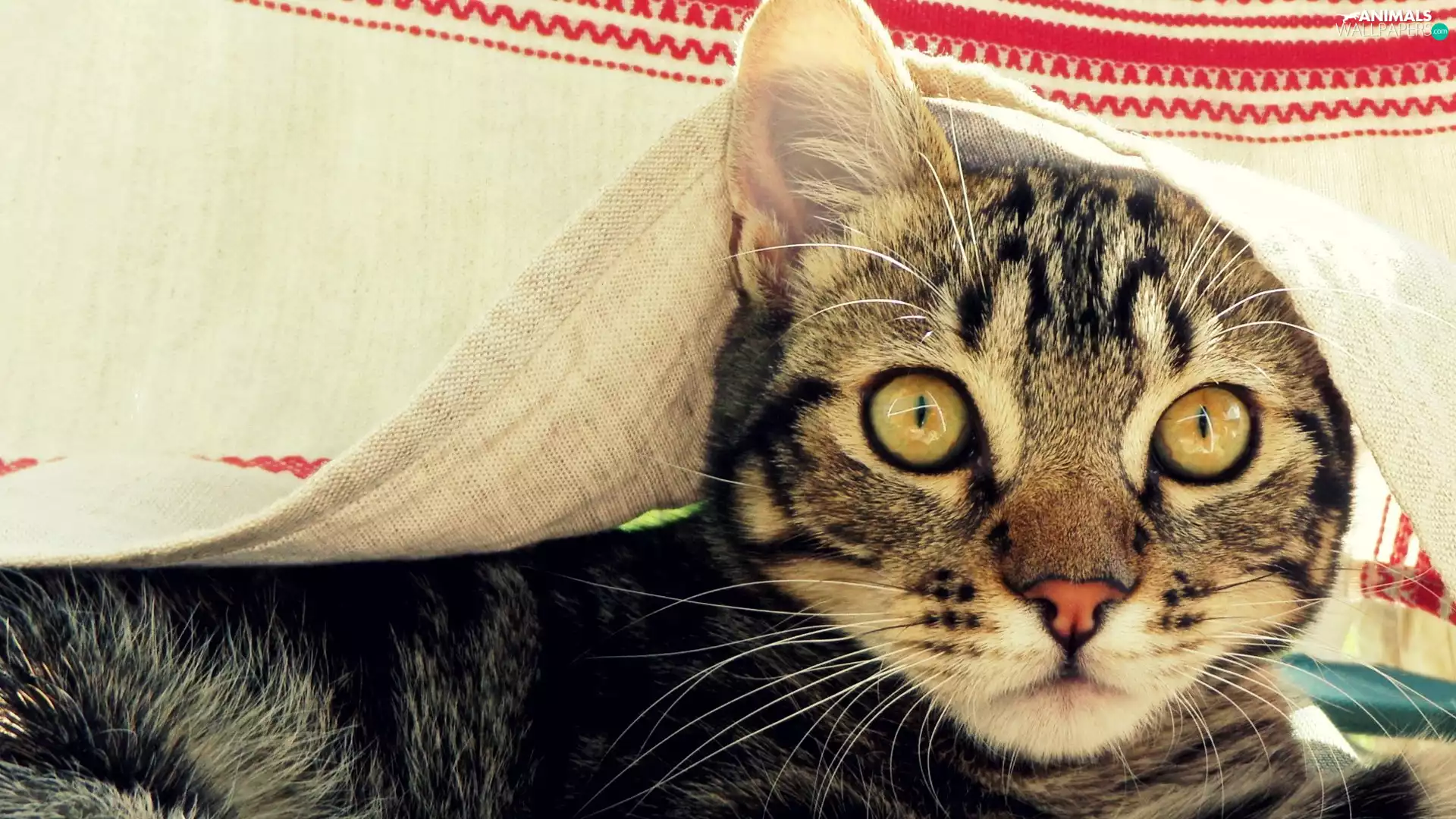 Blanket, dun, kitten