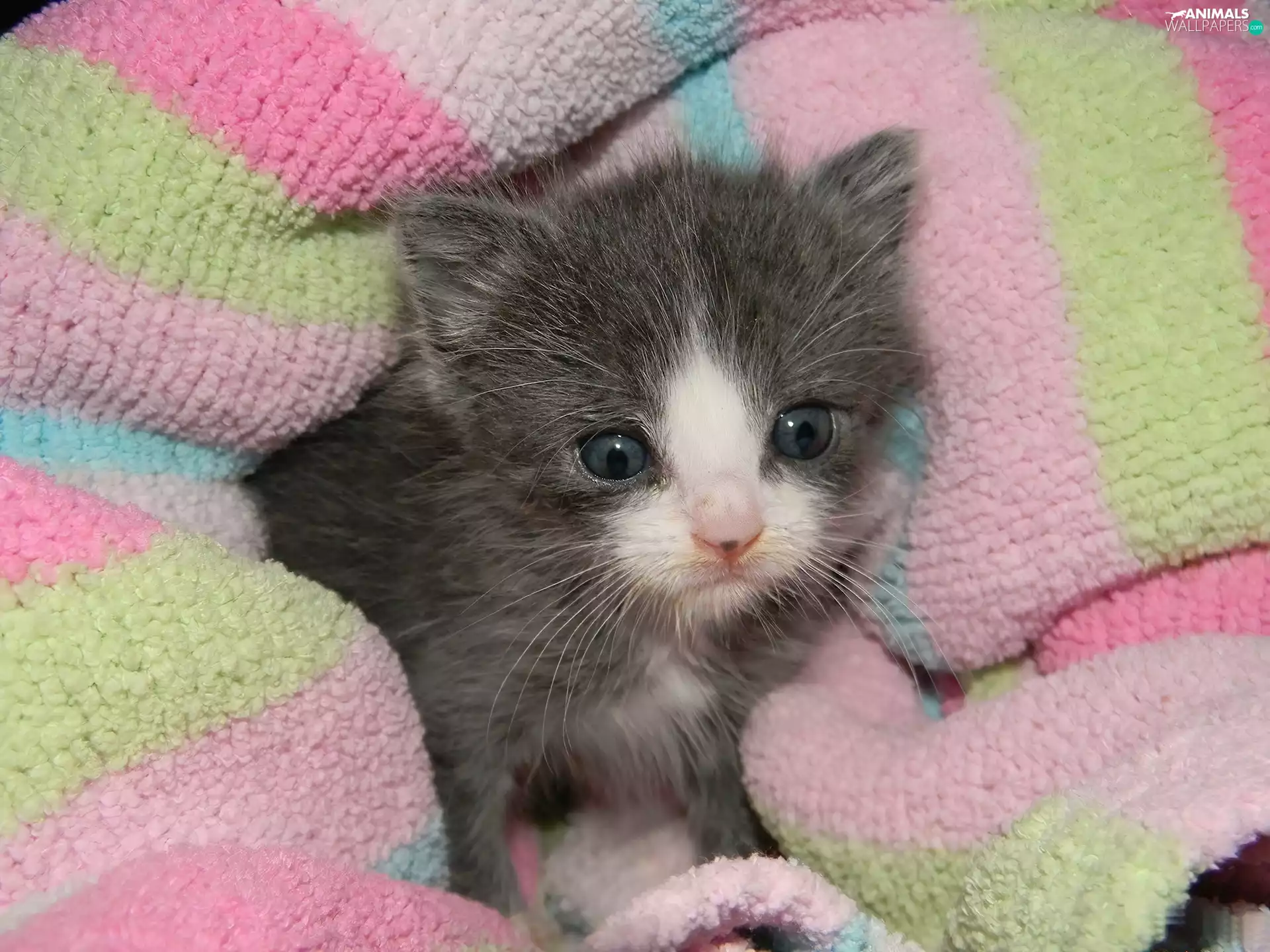 Blanket, small, kitten