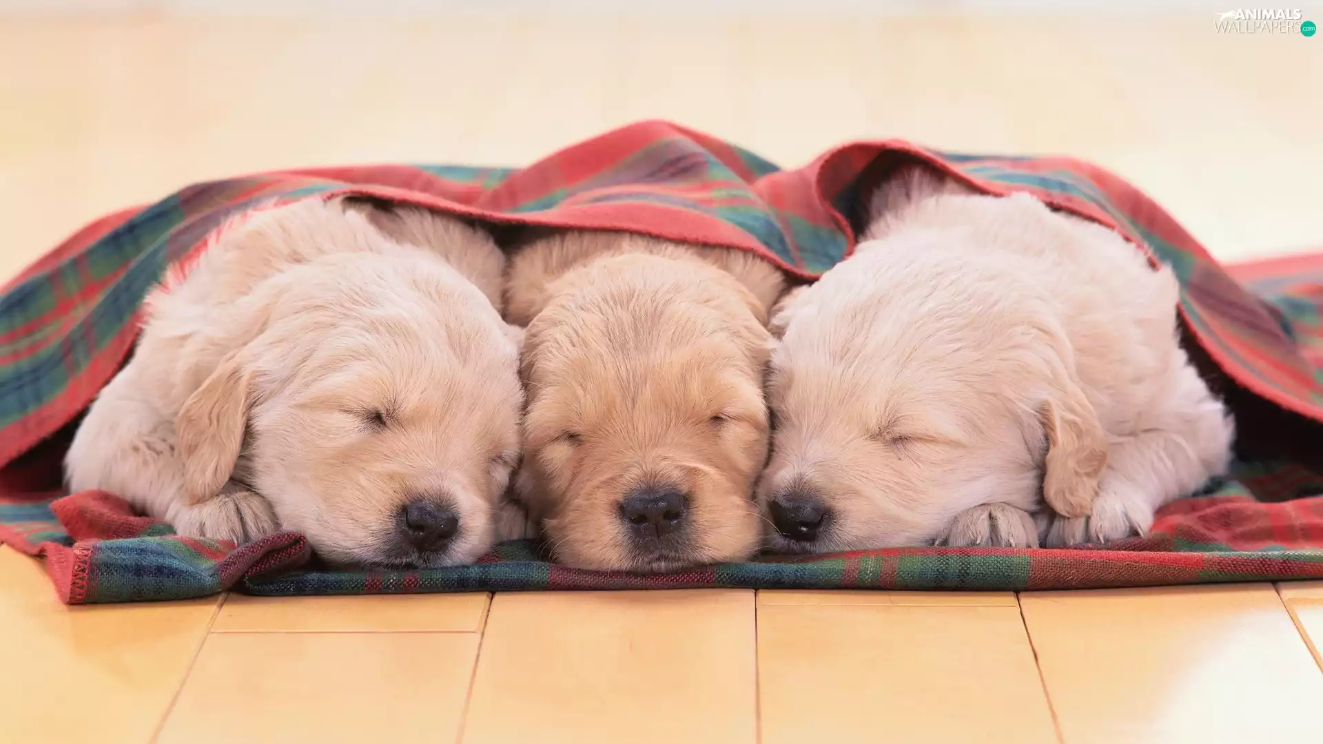 Blanket, Sleeping, puppies