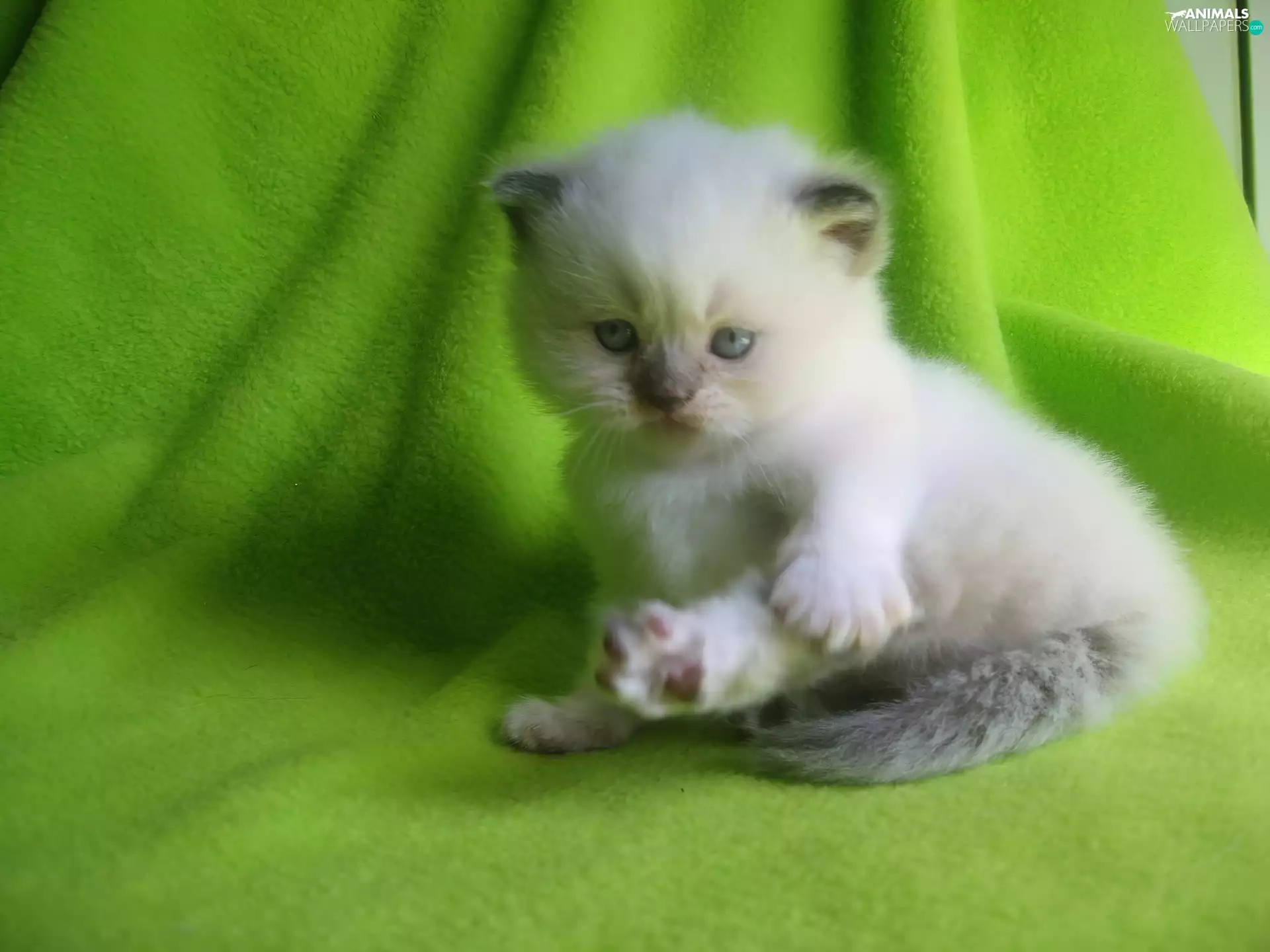 Green, Blanket, White, kitten, small