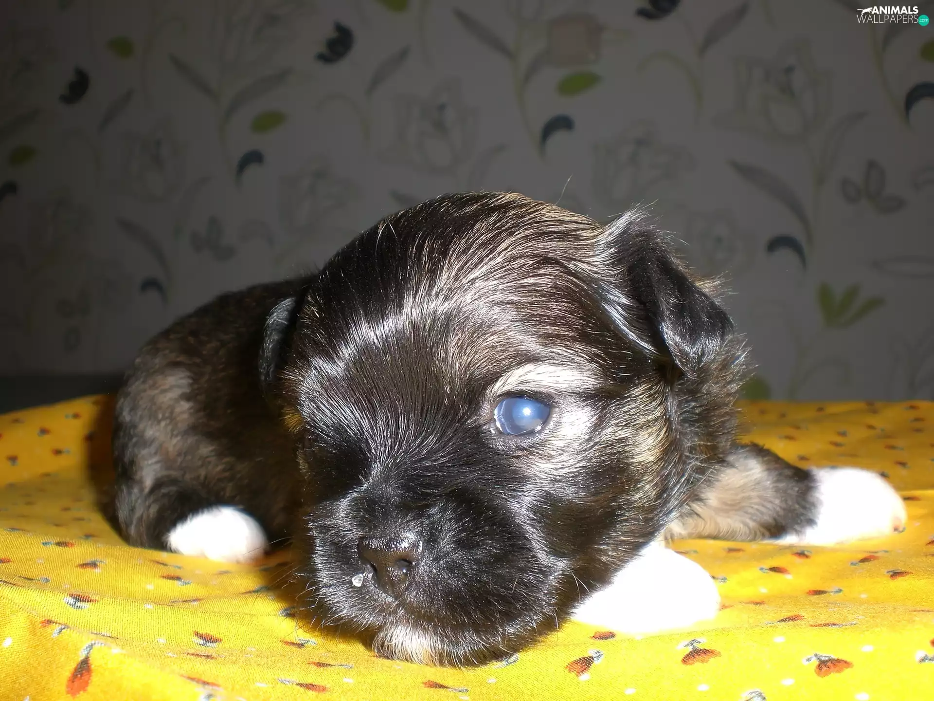 Blanket, puppie, Yellow