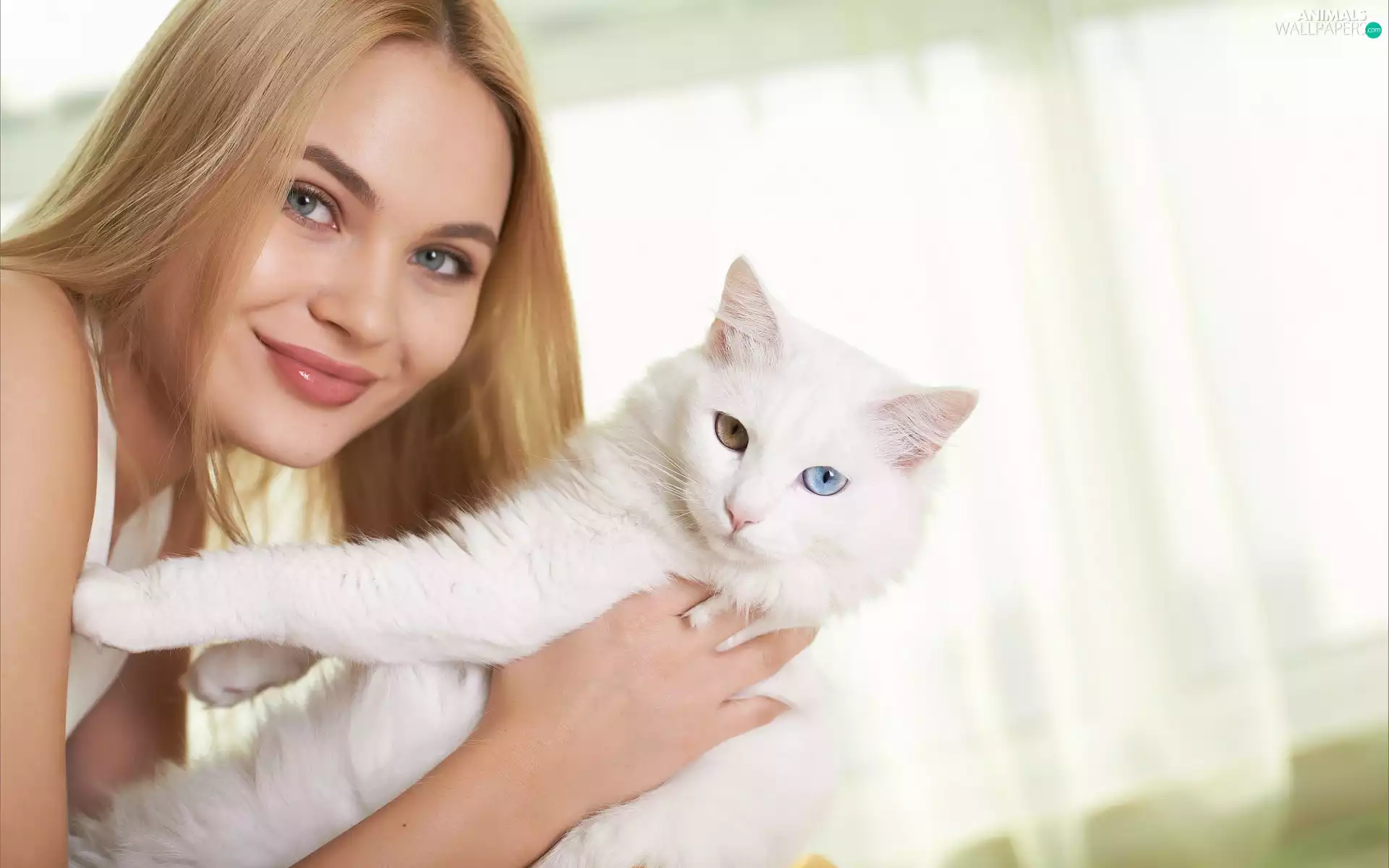 cat, Turkish Angora, Blonde, White, Women