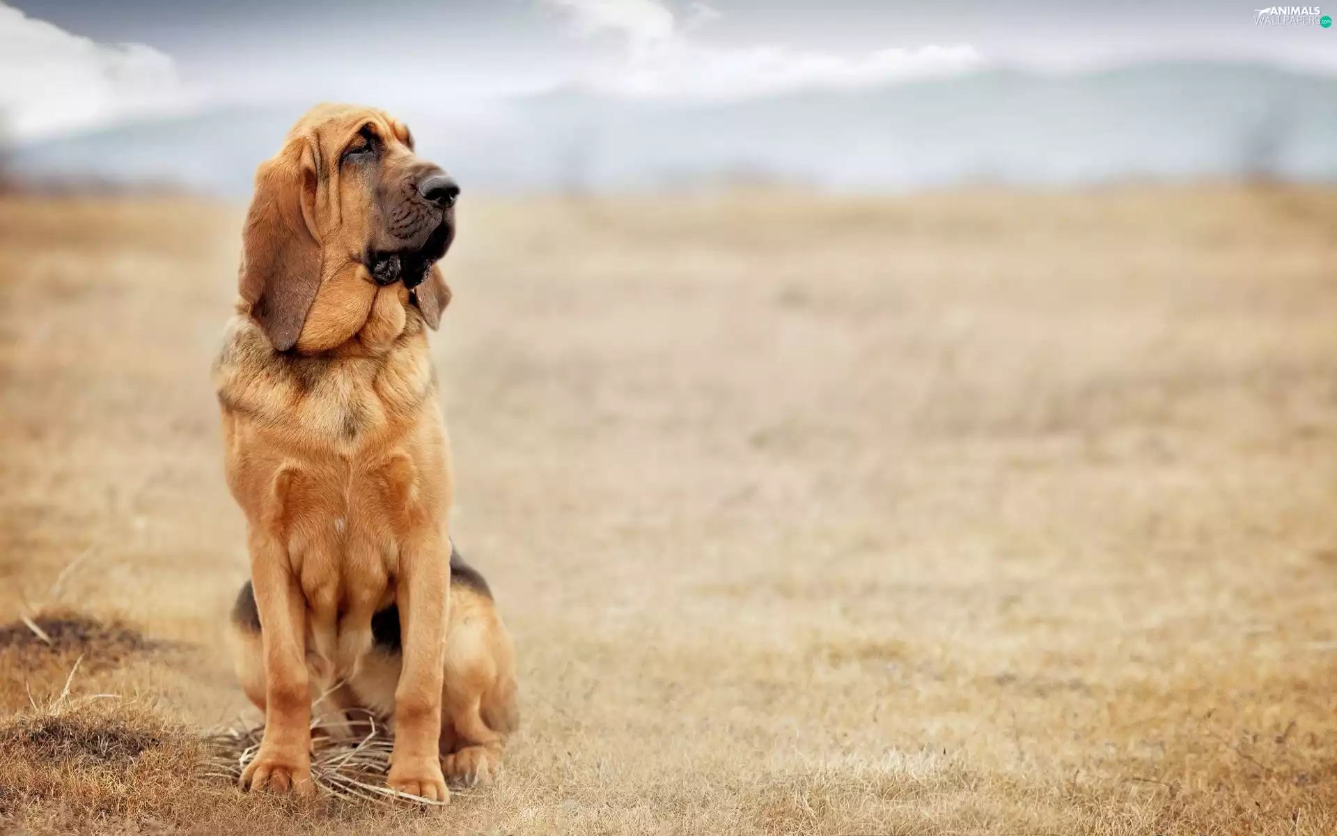 Bloodhound, dog