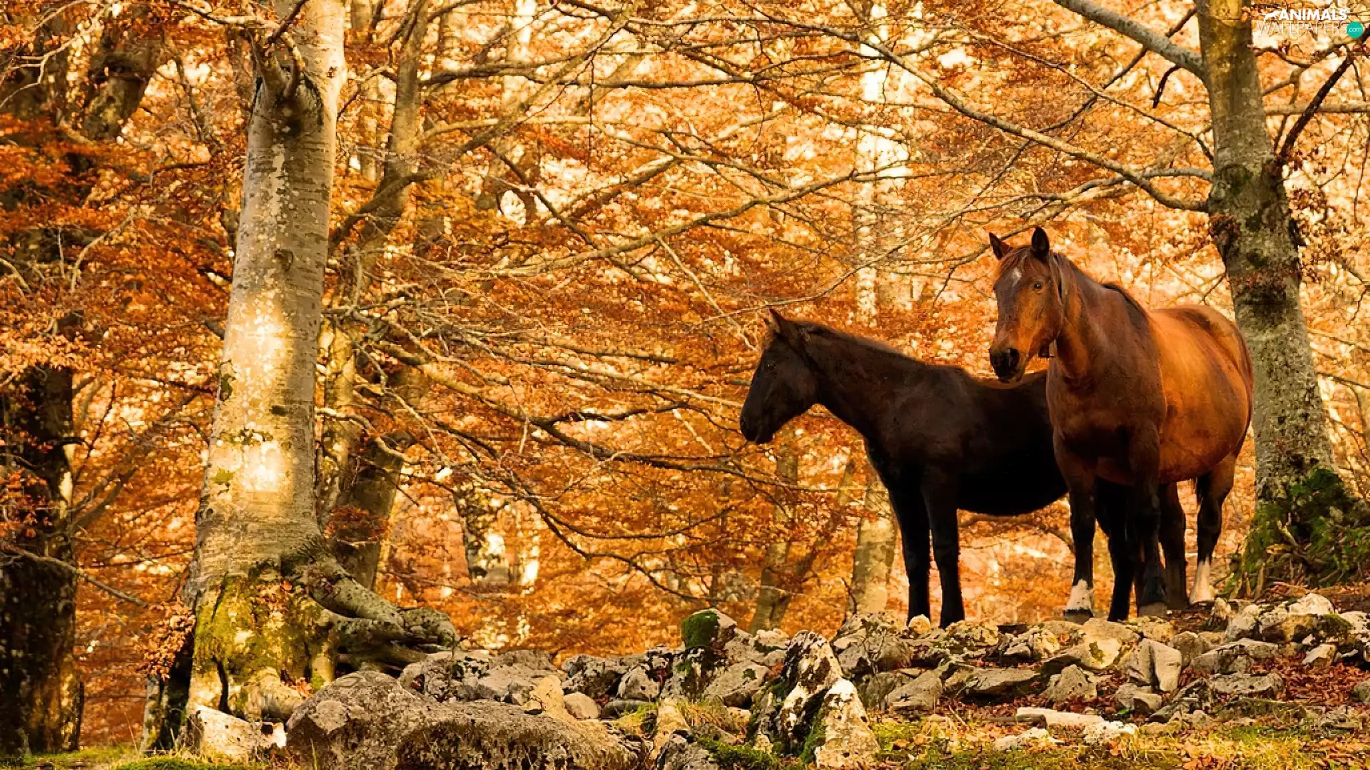 bloodstock, forest, autumn