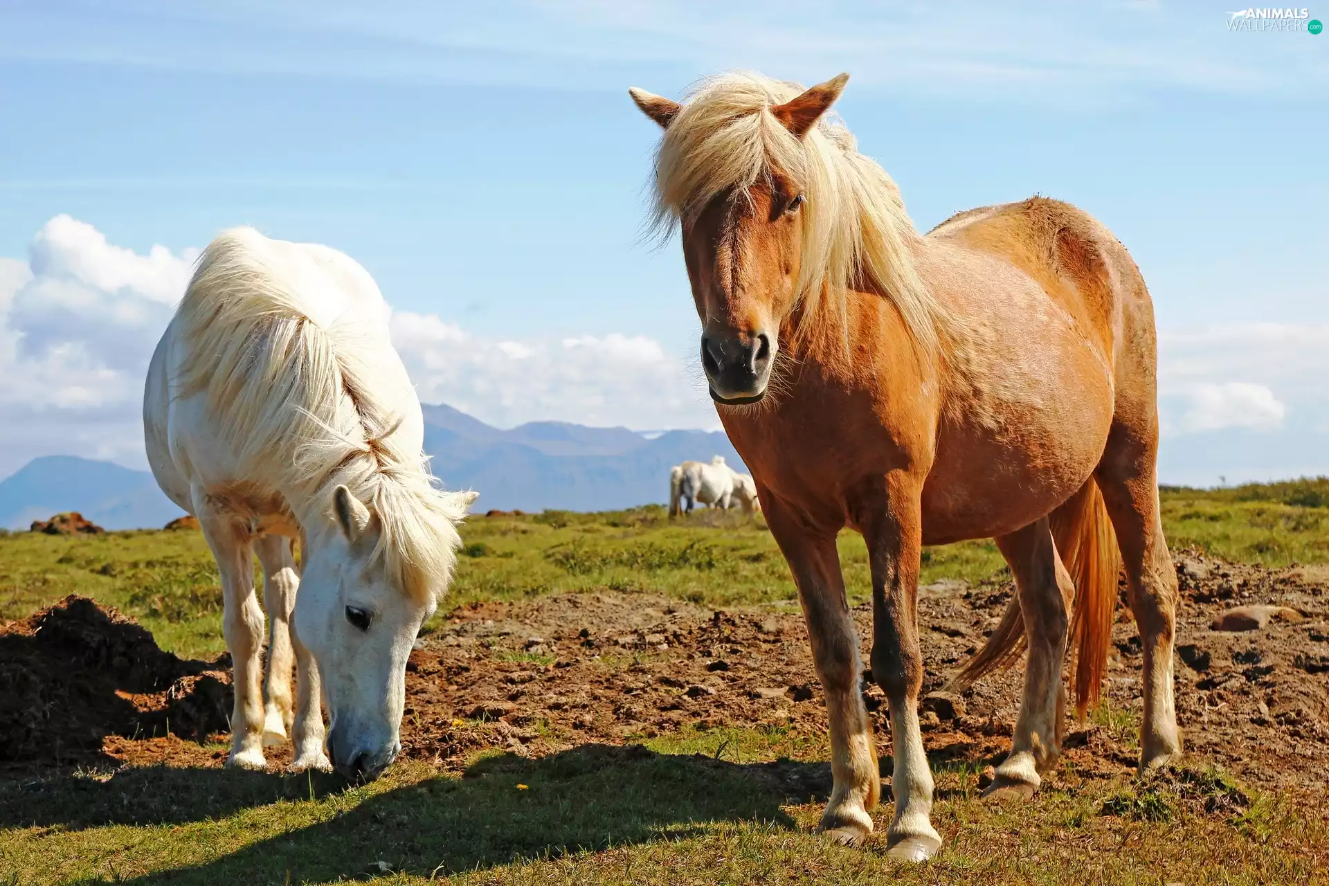 Field, Two cars, bloodstock