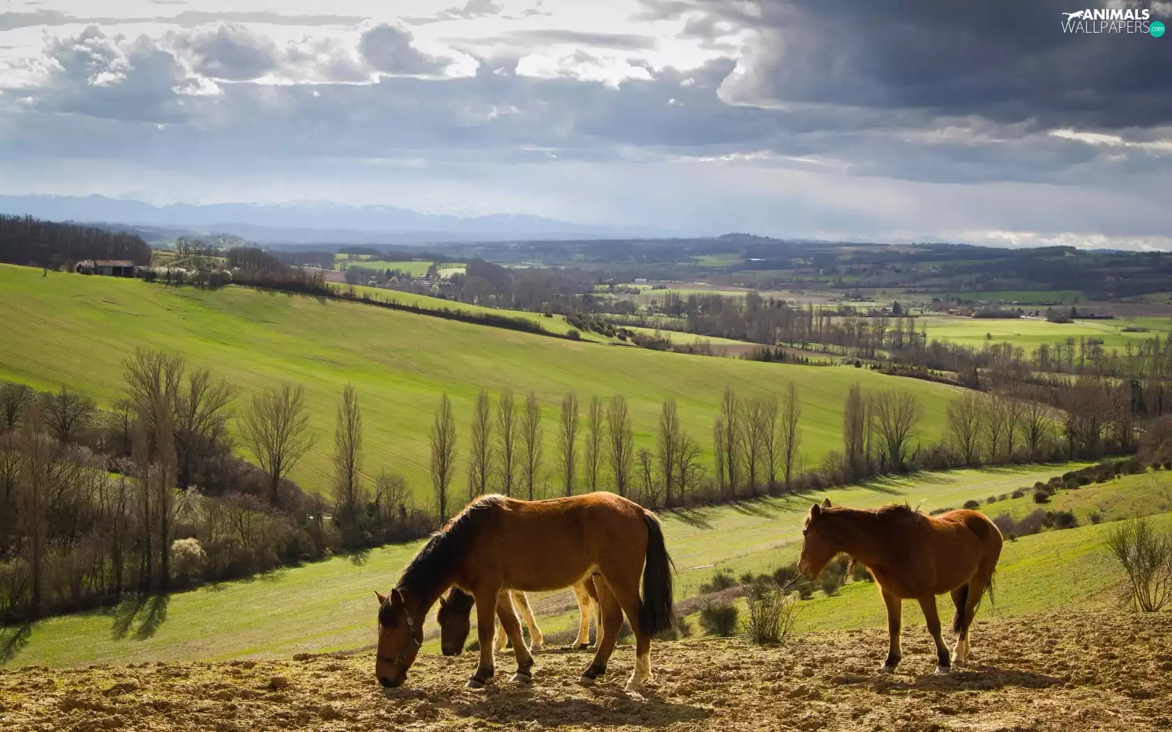 bloodstock, country, field