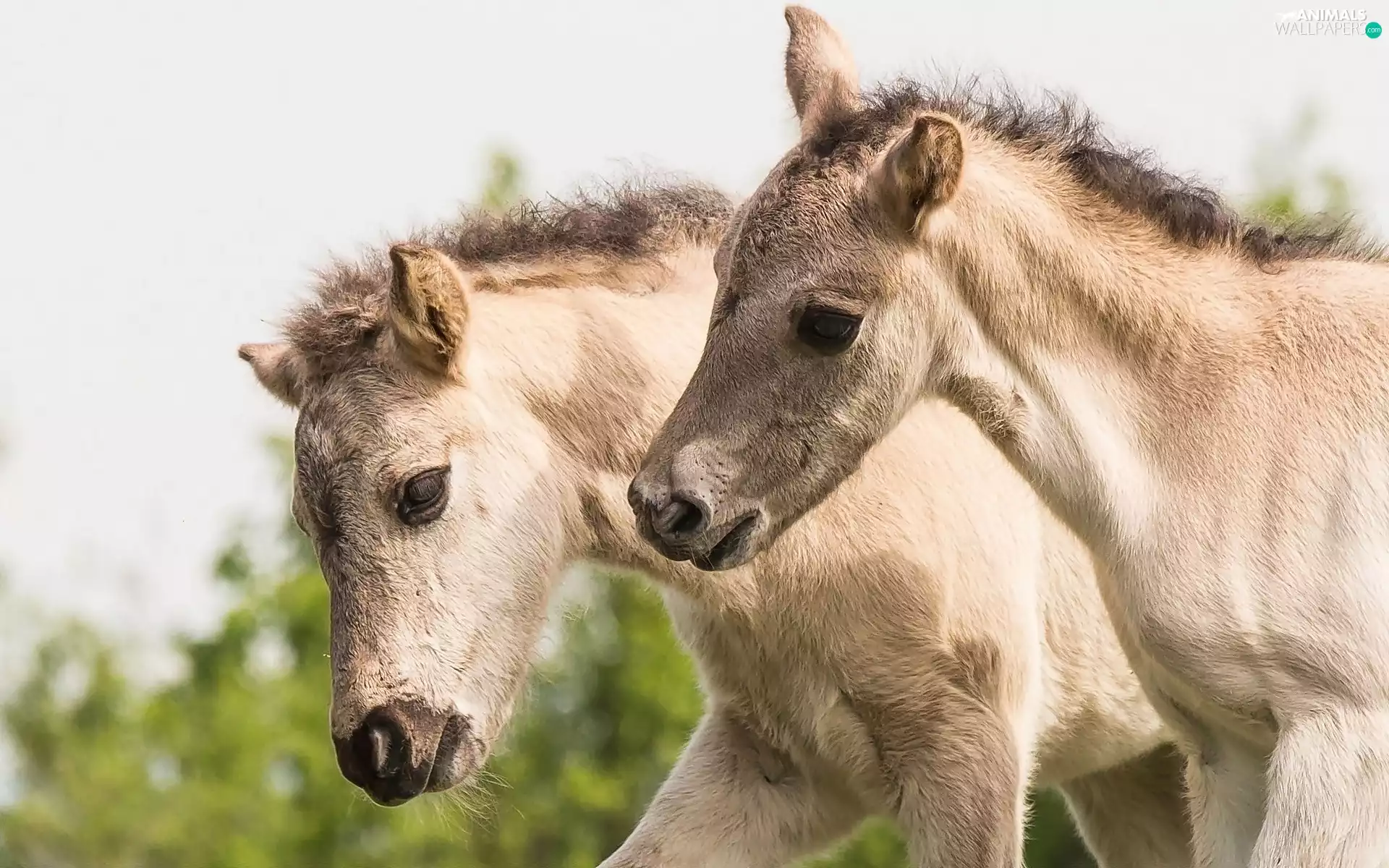 bloodstock, foals
