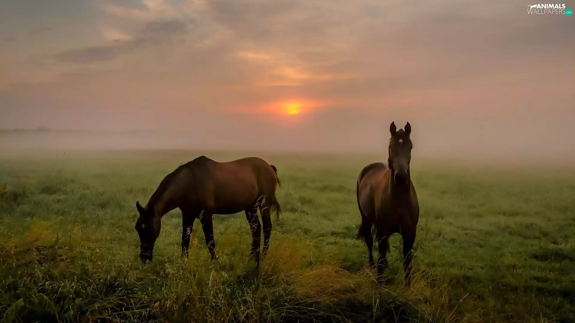 Great Sunsets, Fog, bloodstock, pasture, Two cars