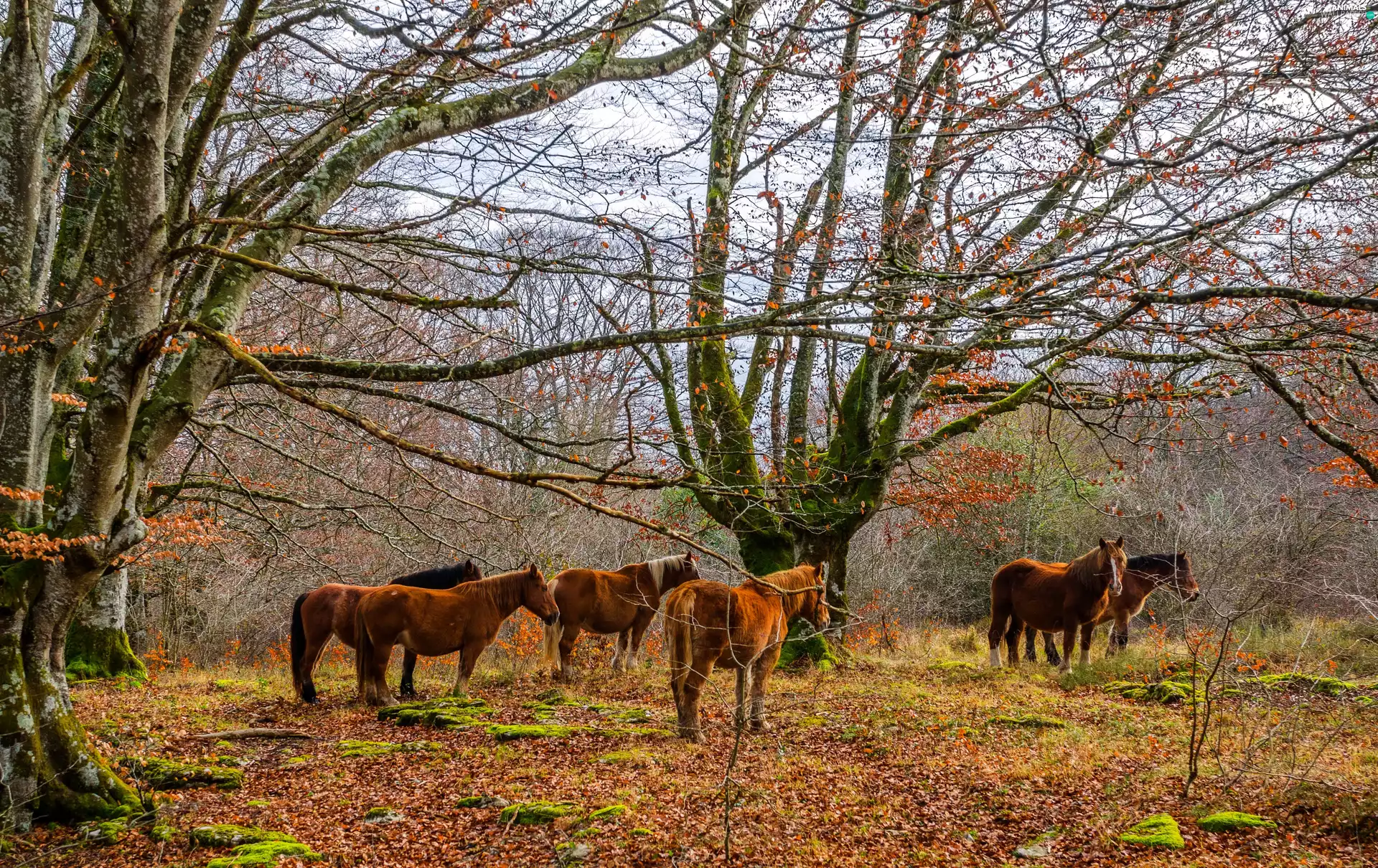 bloodstock, autumn, forest