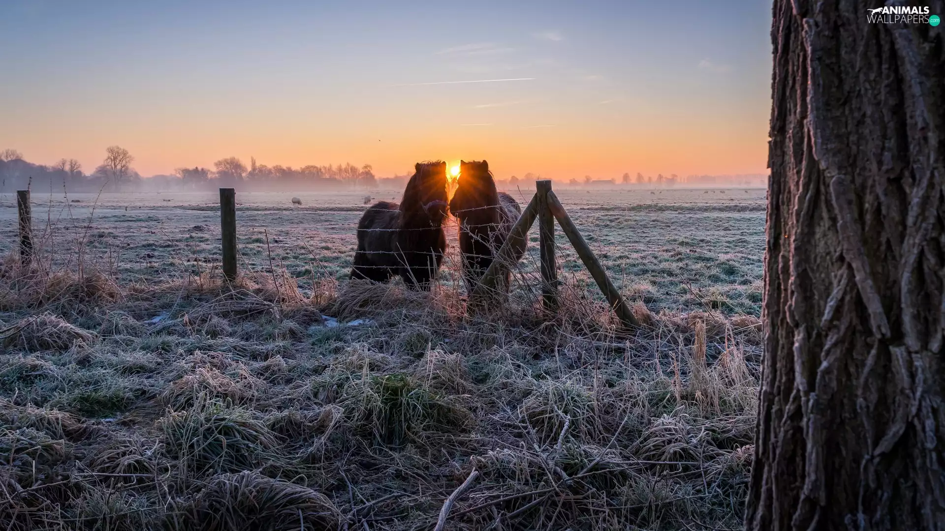 Sunrise, White frost, bloodstock, Meadow, Two cars