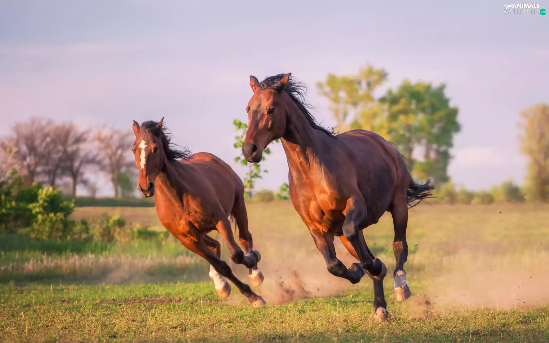 gear, Two cars, bloodstock