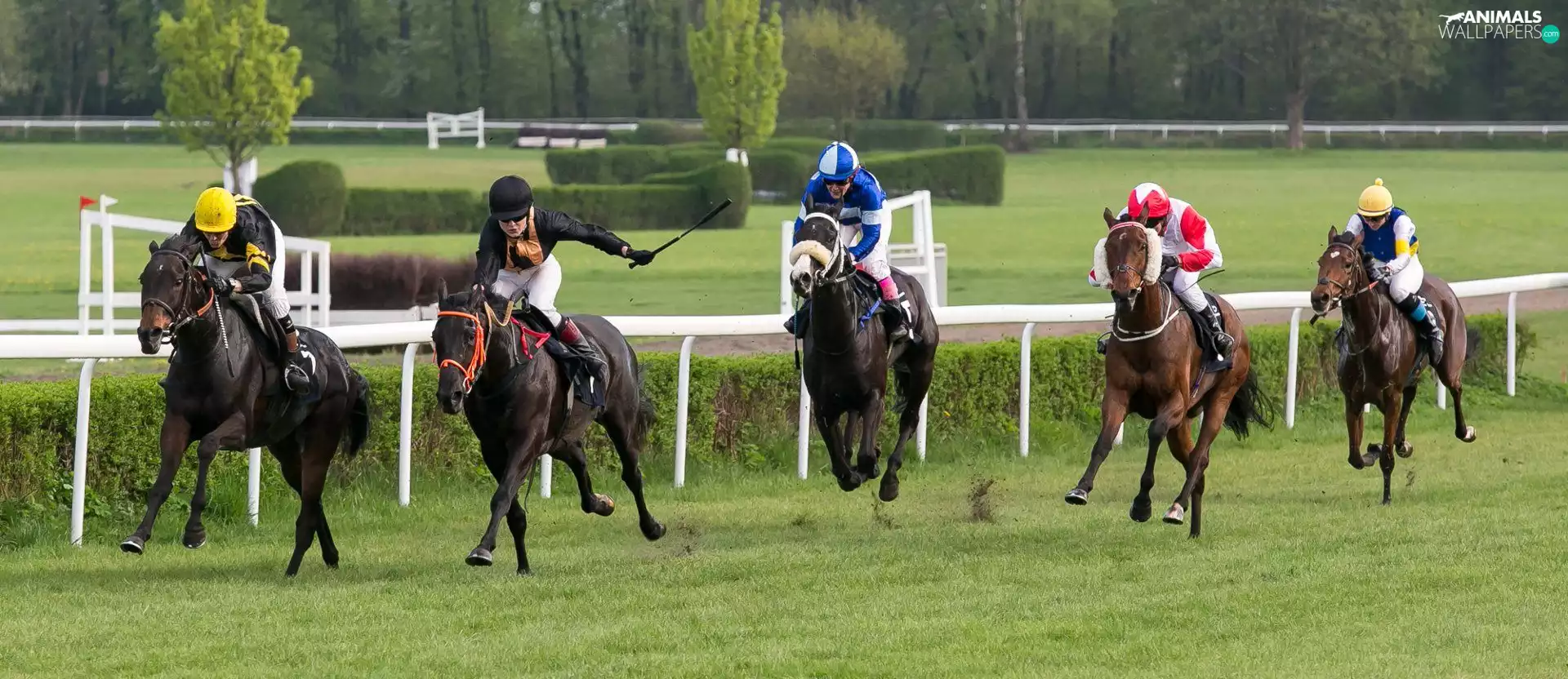 Jockeys, Horse Racing, bloodstock
