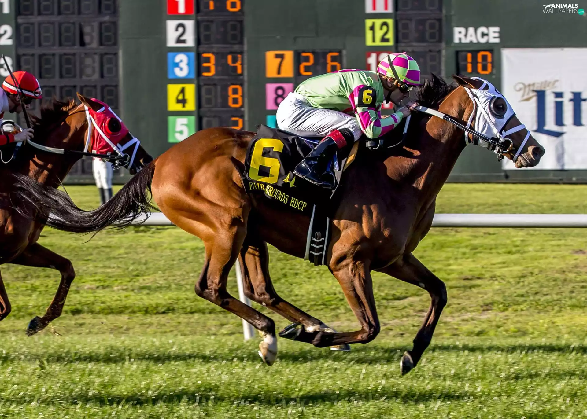 Jockeys, Horse Racing, bloodstock