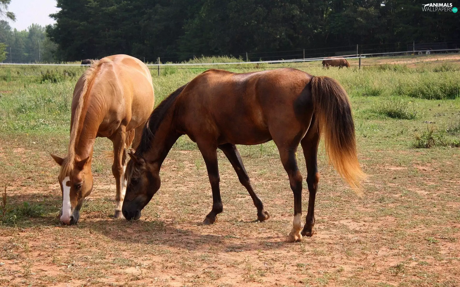 bloodstock, Meadow