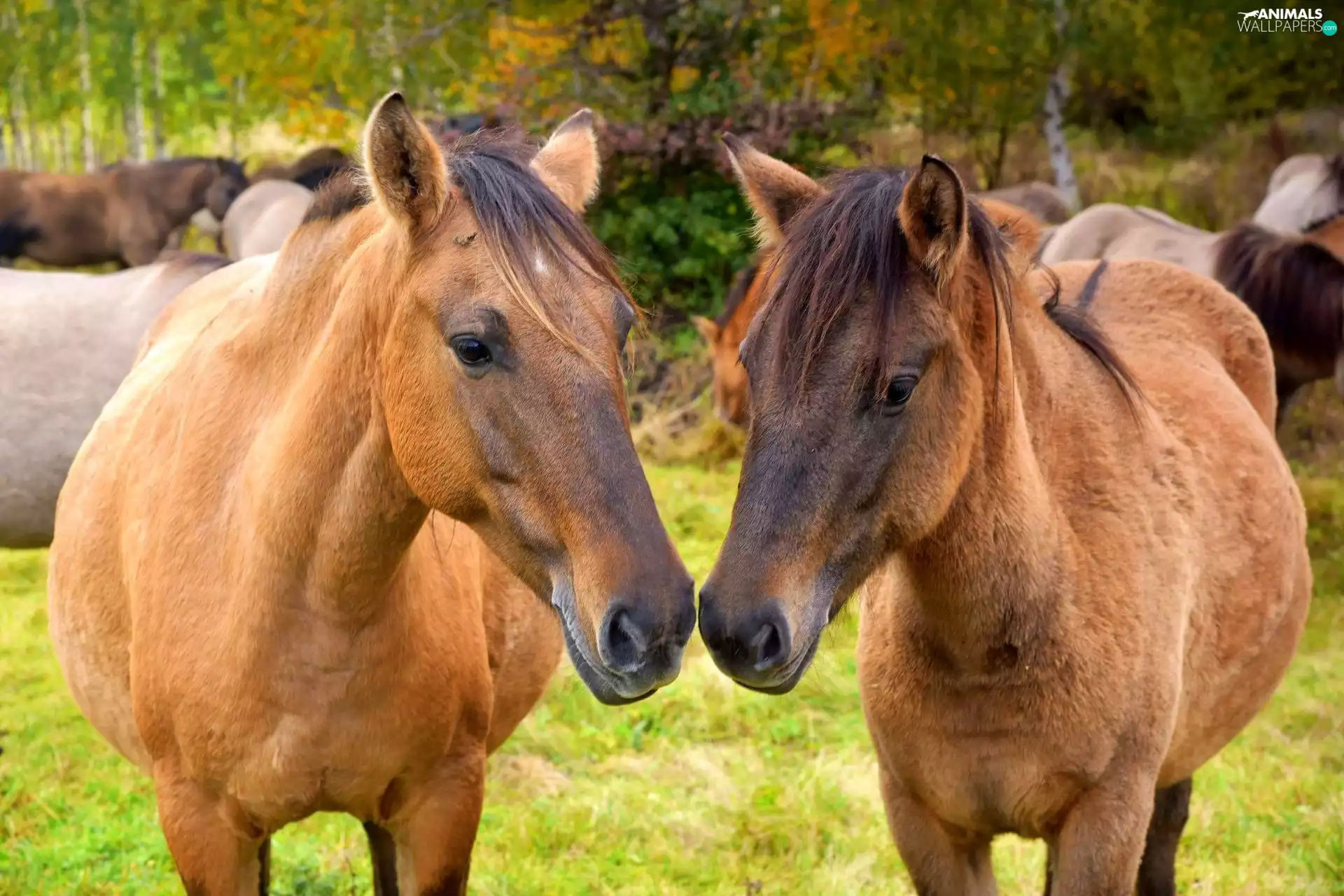 mouths, Two cars, bloodstock
