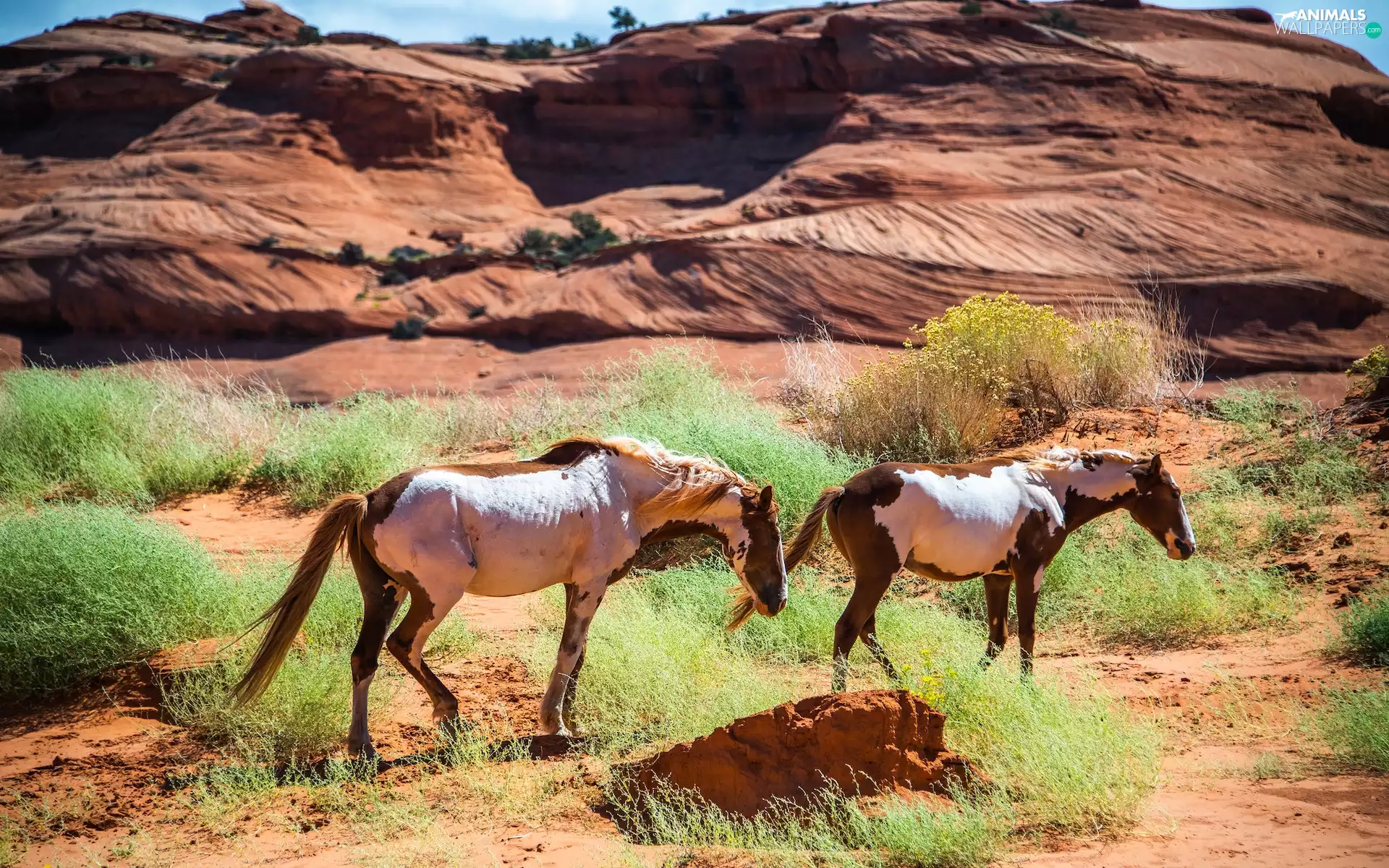 Mustangs, Two cars, bloodstock