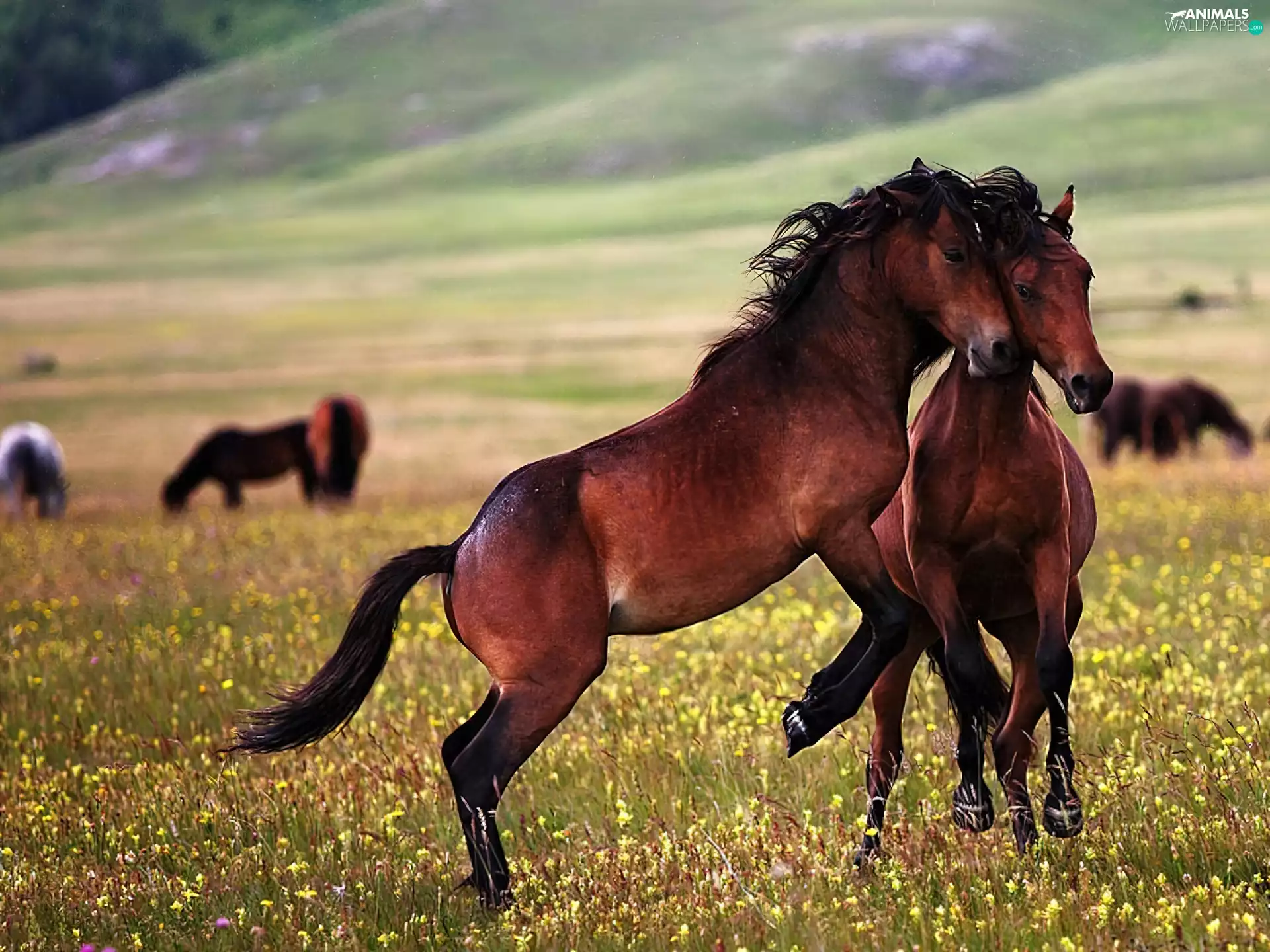 pasture, Two cars, bloodstock
