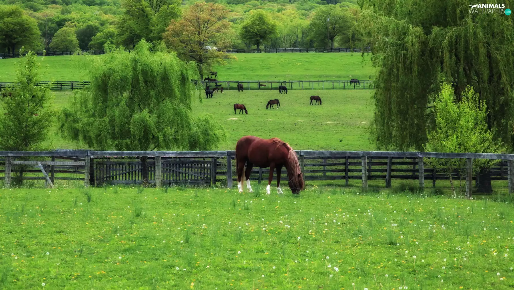 pasture, trees, viewes, bloodstock