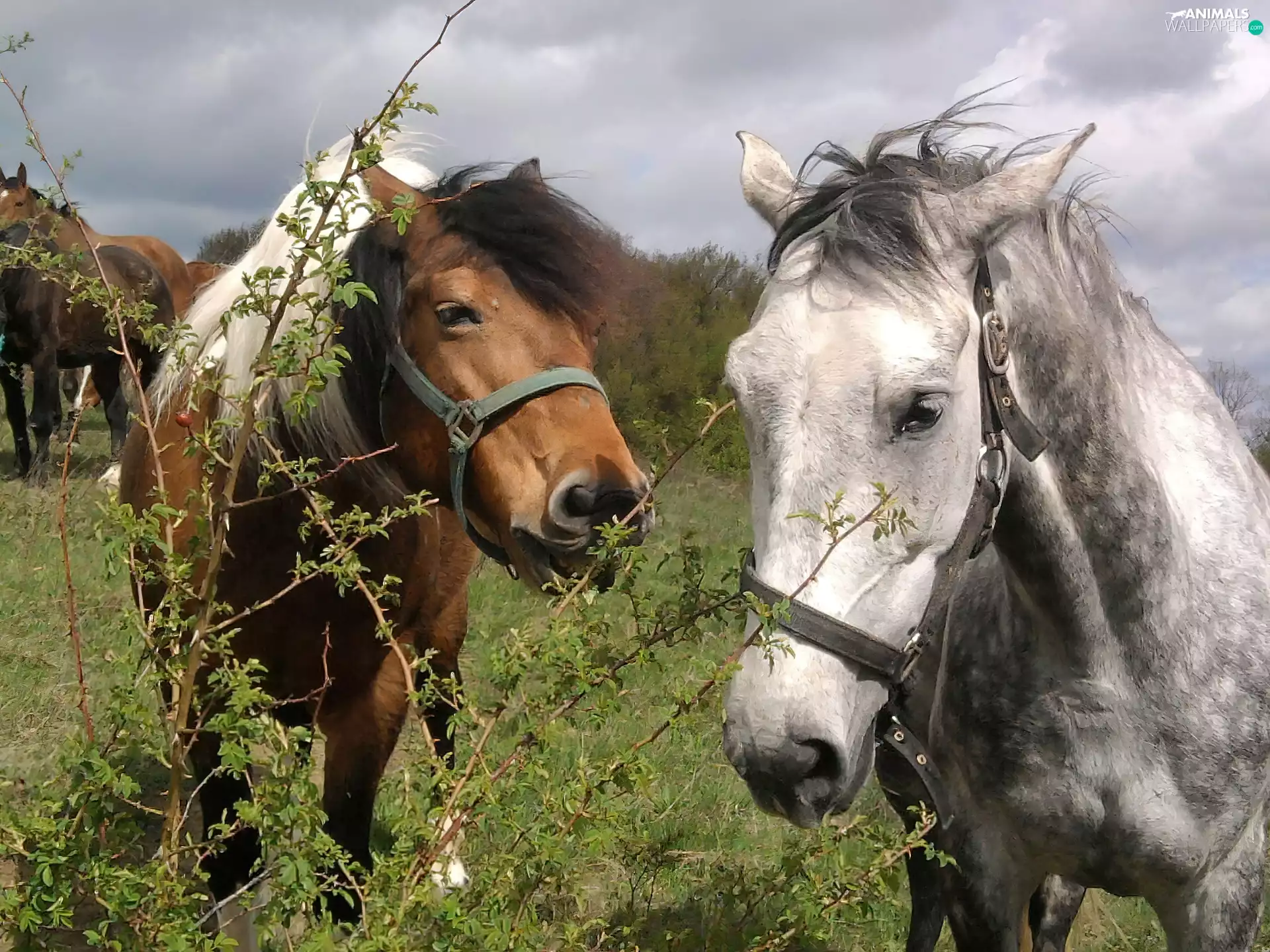 Plants, Two cars, bloodstock