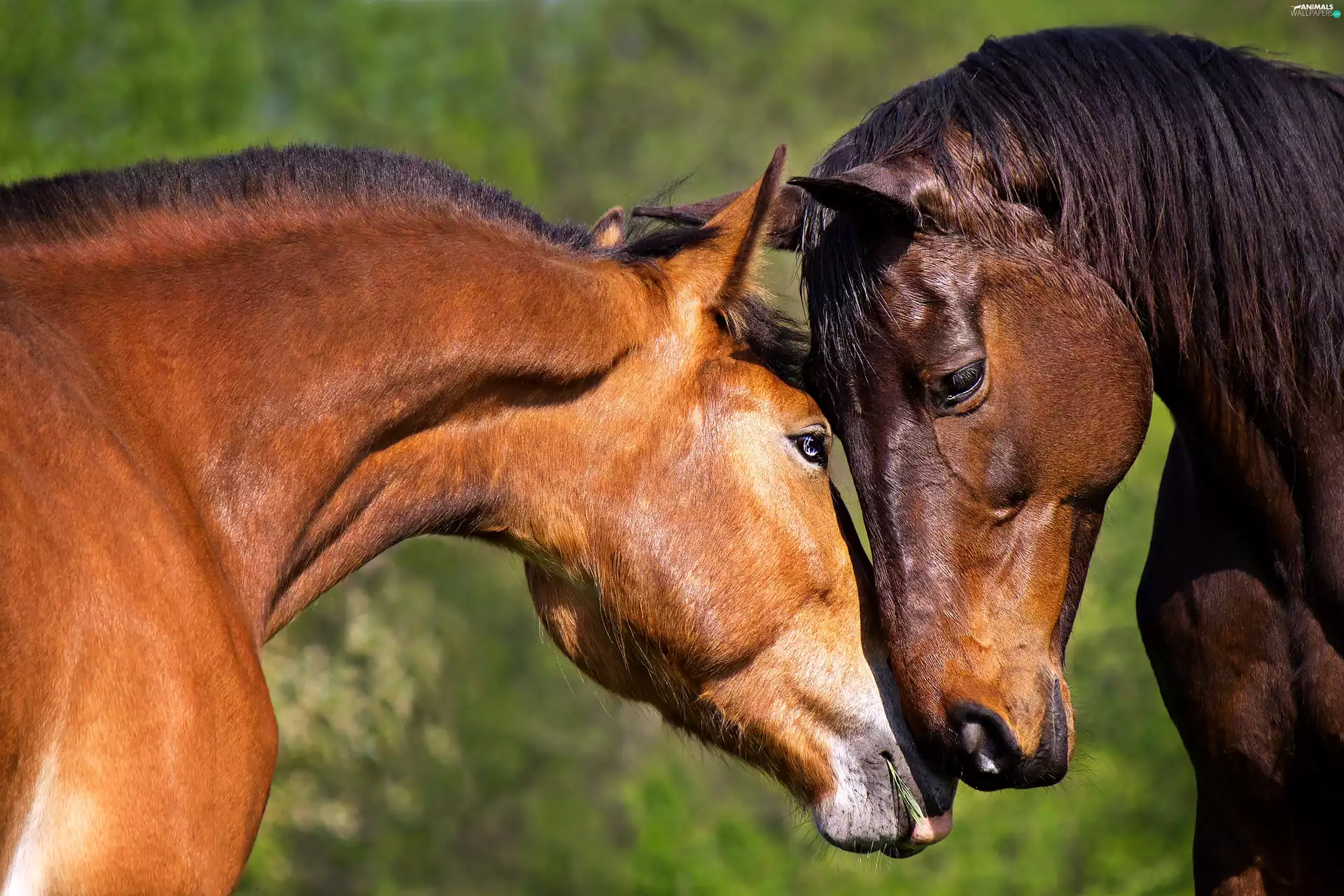 bloodstock, rapprochement