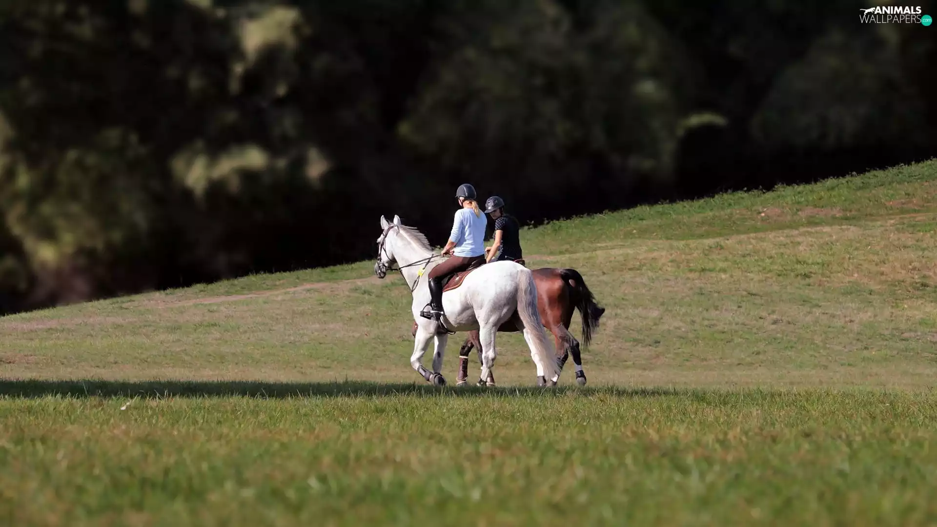 ride, Two cars, bloodstock