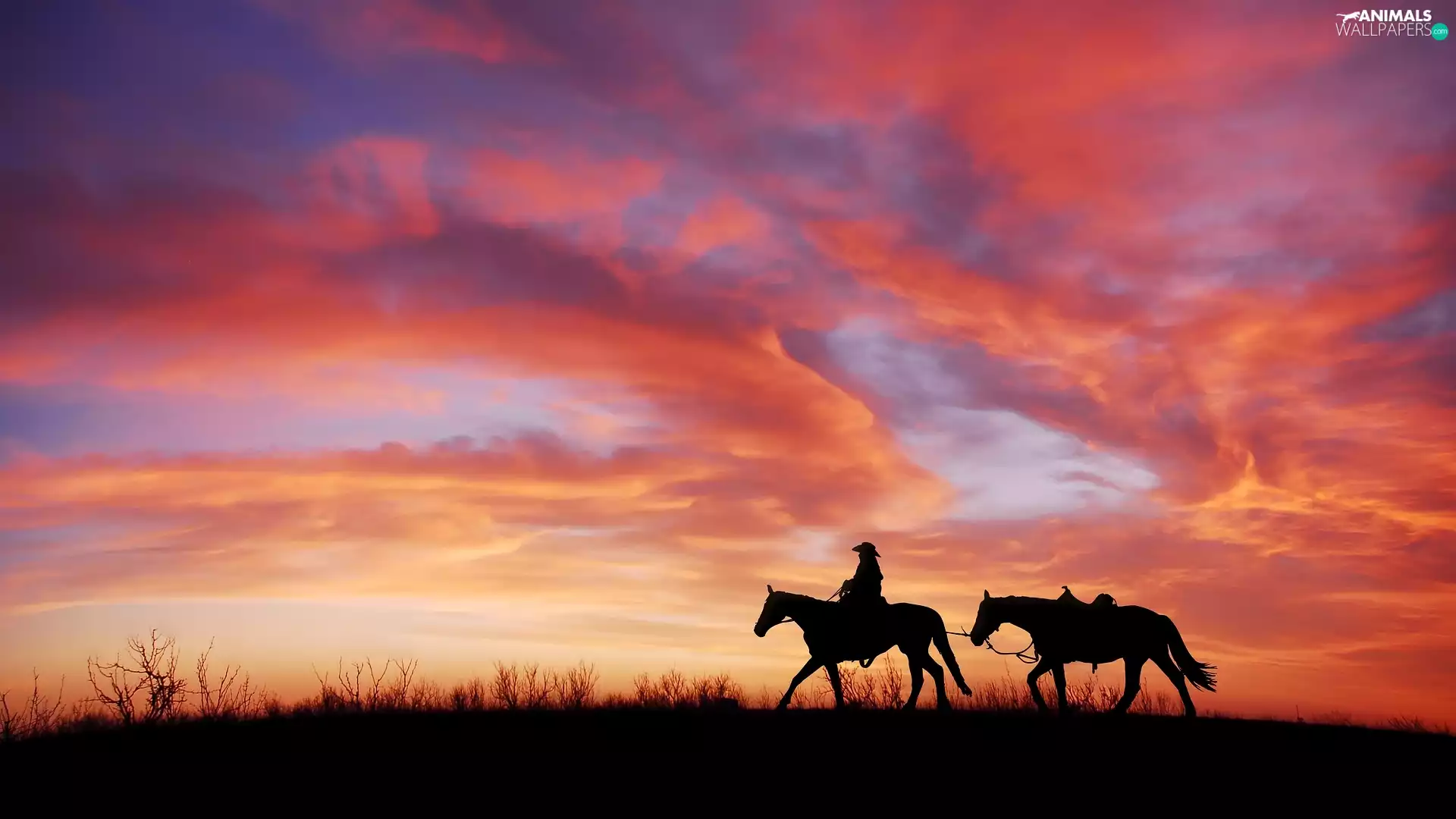 rider, Great Sunsets, bloodstock