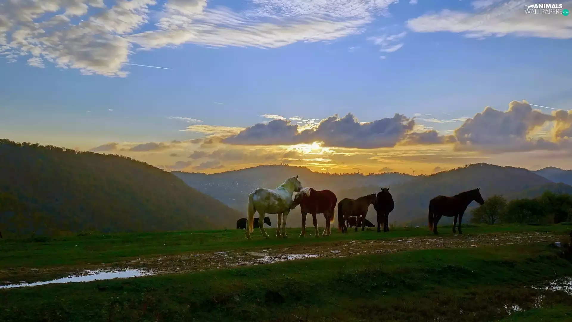 bloodstock, east, sun