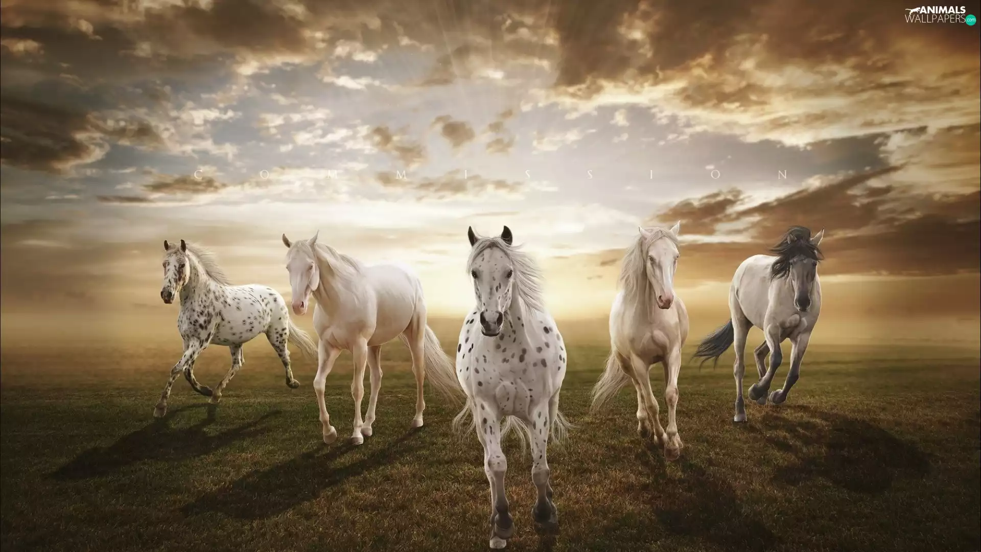 Field, west, White, bloodstock, herd, sun