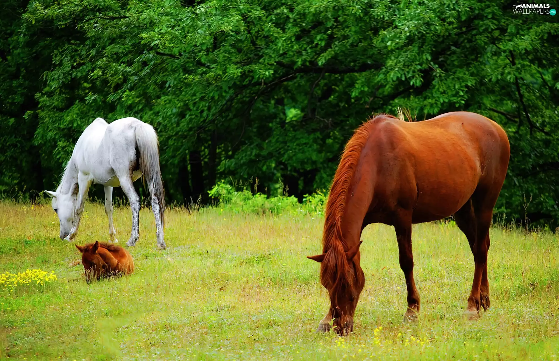 bloodstock, grazing, themselves