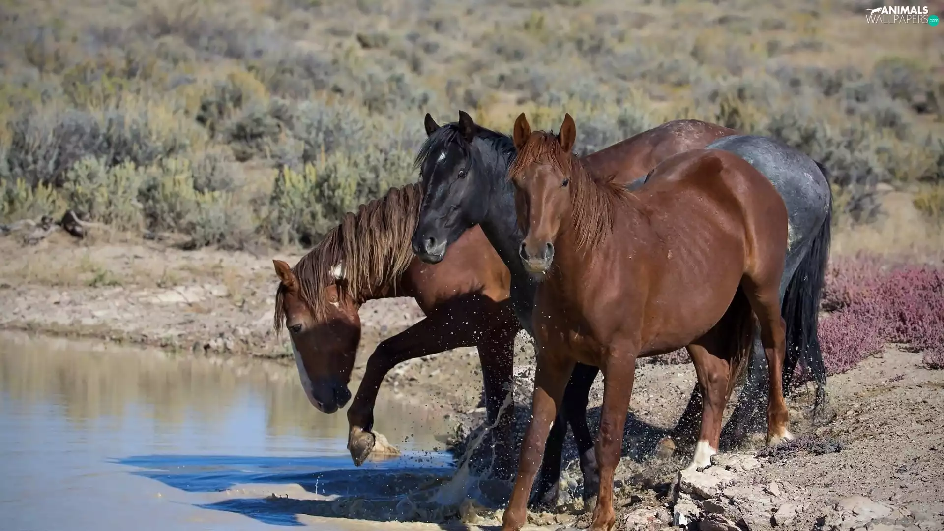 Three, lake, coast, bloodstock