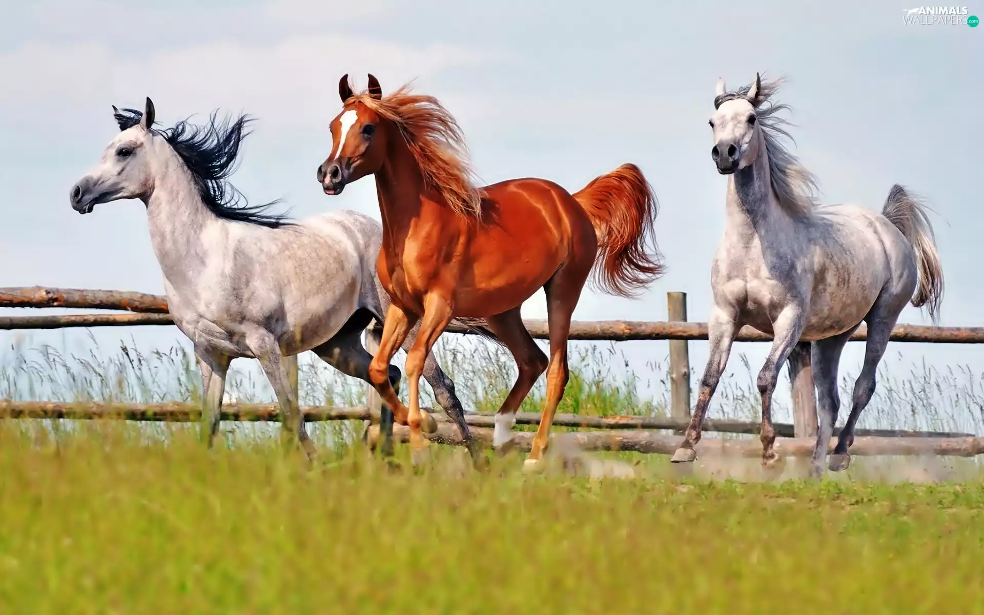 Three, Meadow, Fance, bloodstock