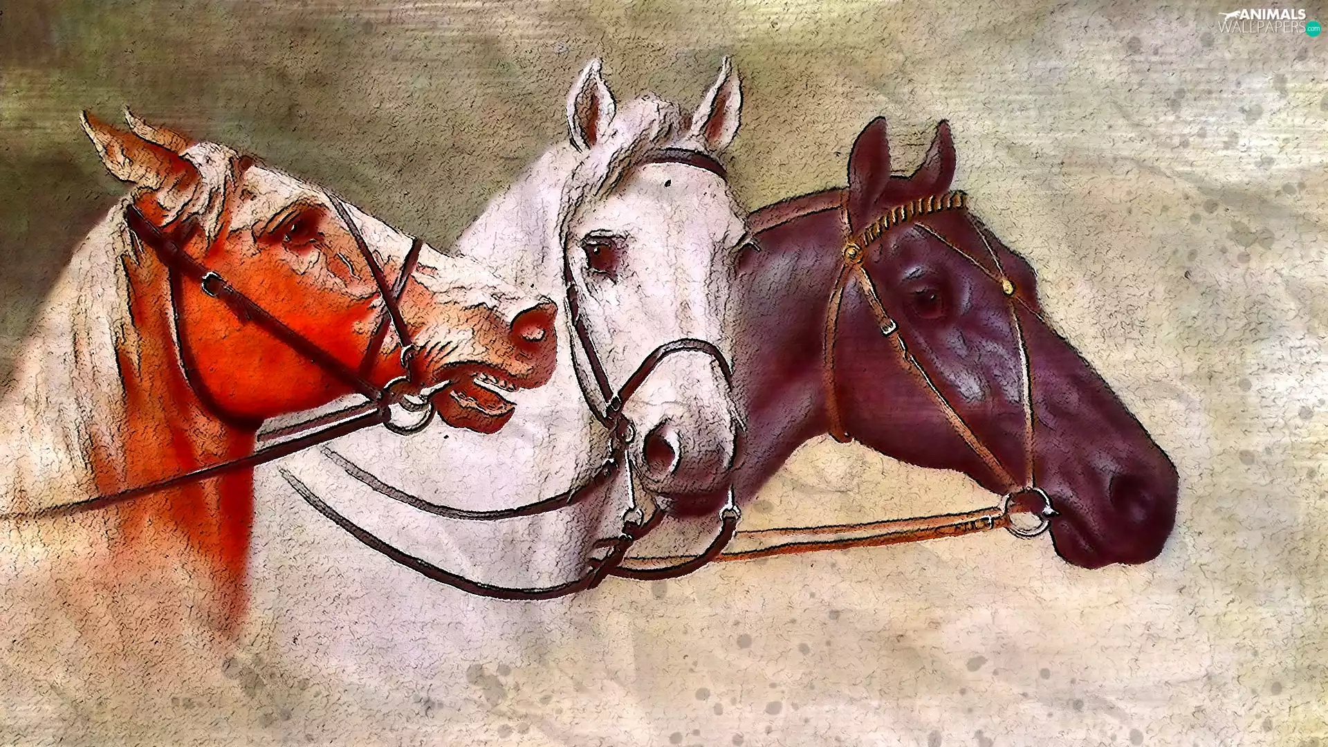 Three, head, graphics, bloodstock