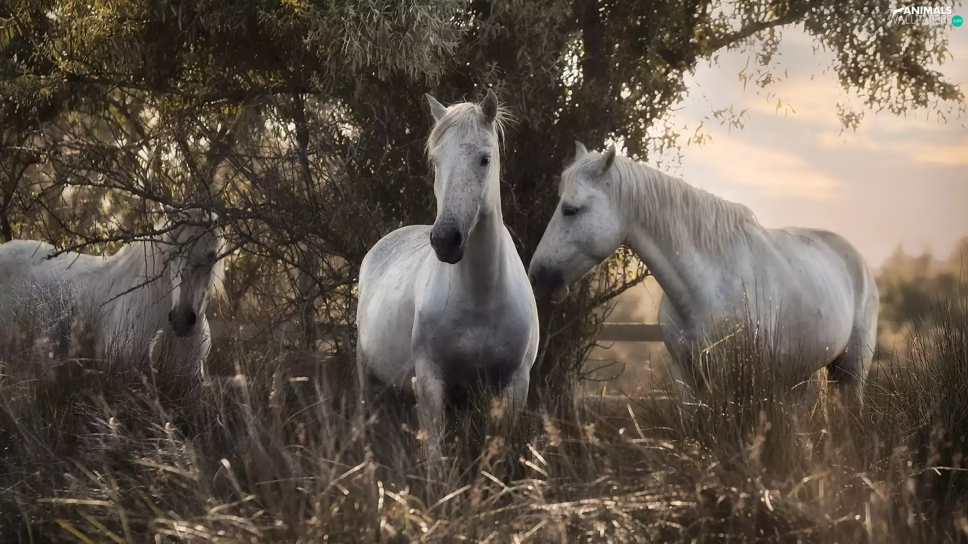 Three, trees, Plants, bloodstock