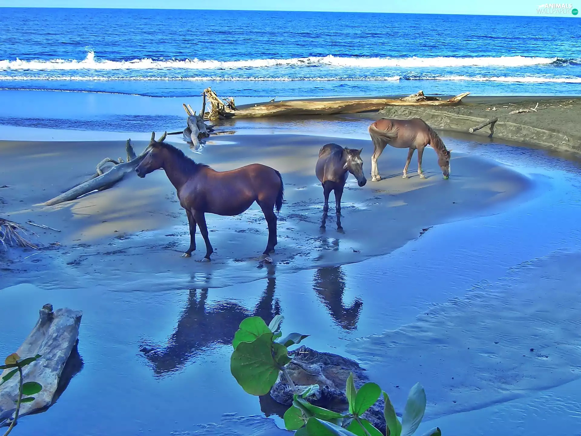 Three, Beaches, sea, bloodstock