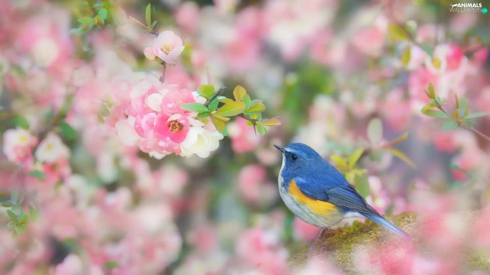 Blossoming, Red-flanked Bluetail, Pink, twig, Bird, Flowers, blur