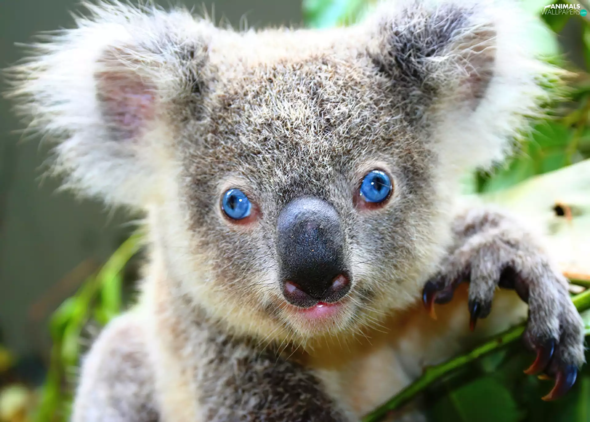 Eyes, twig, Koala, Blue, teddy bear