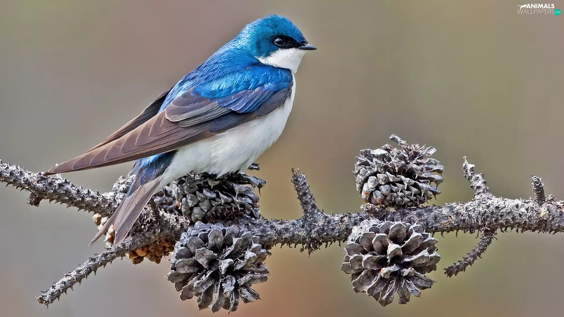 Beatyfull, birdies, cones, blue